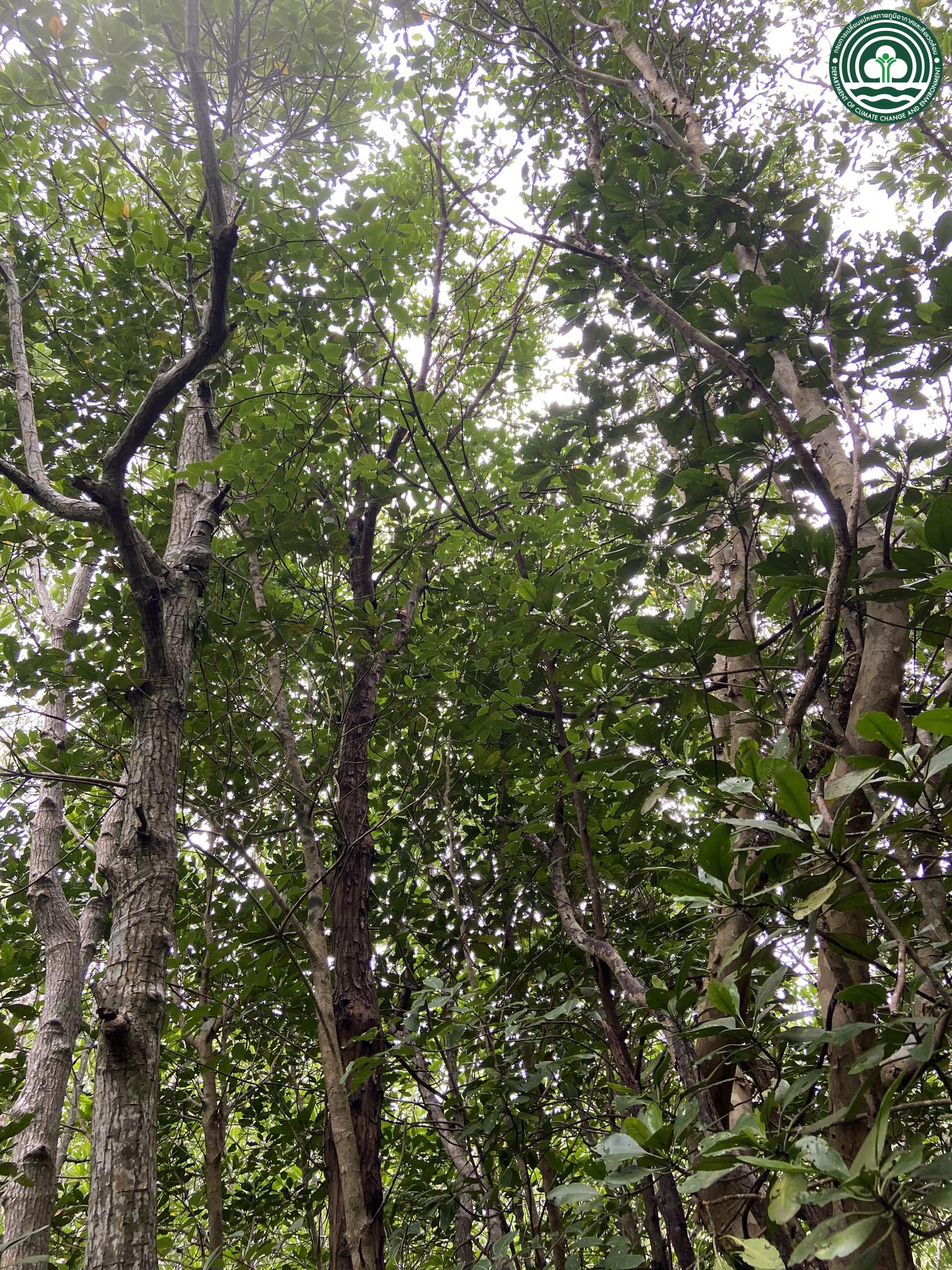 Xylocarpus moluccensis
