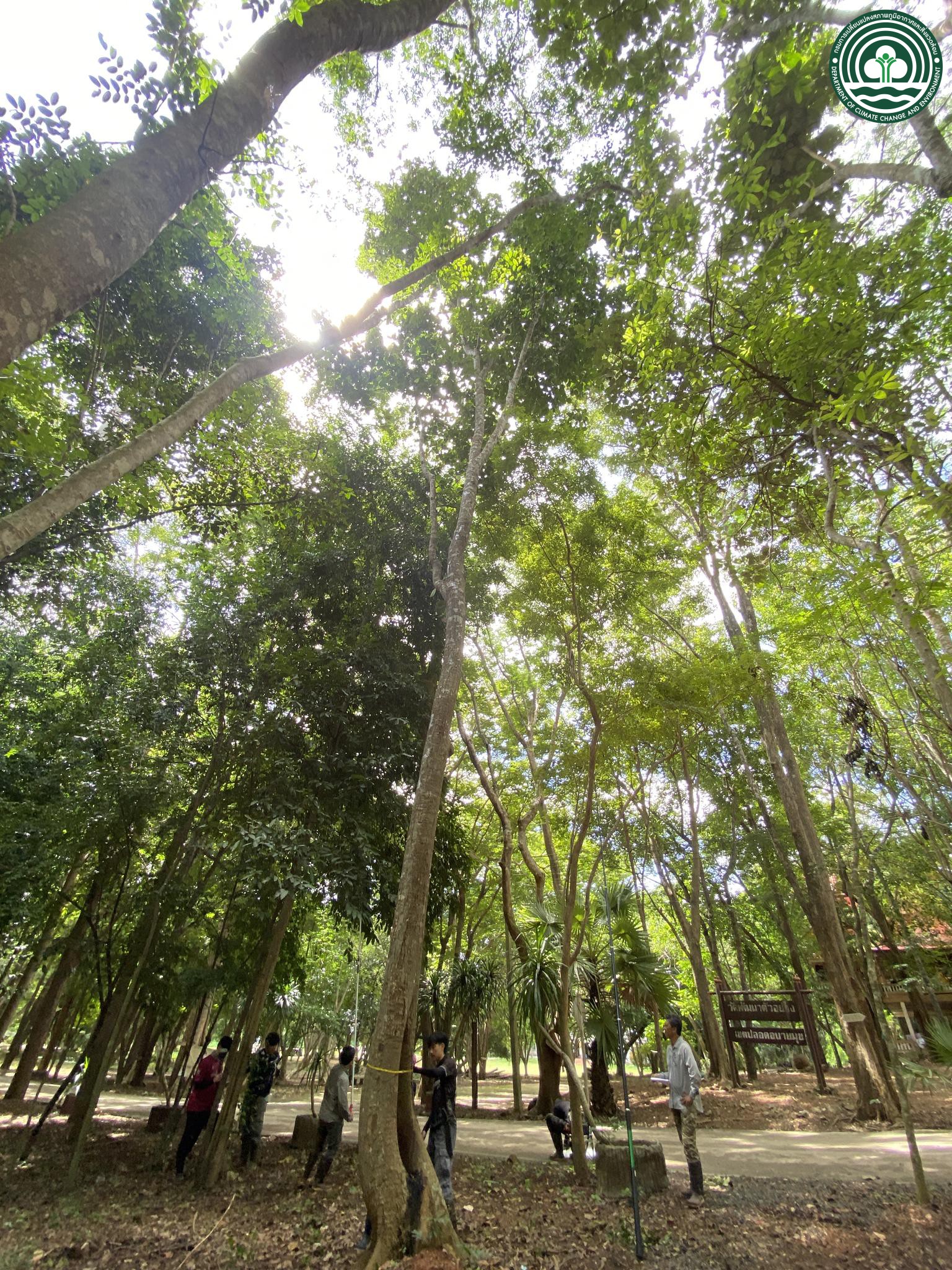 Artocarpus chama