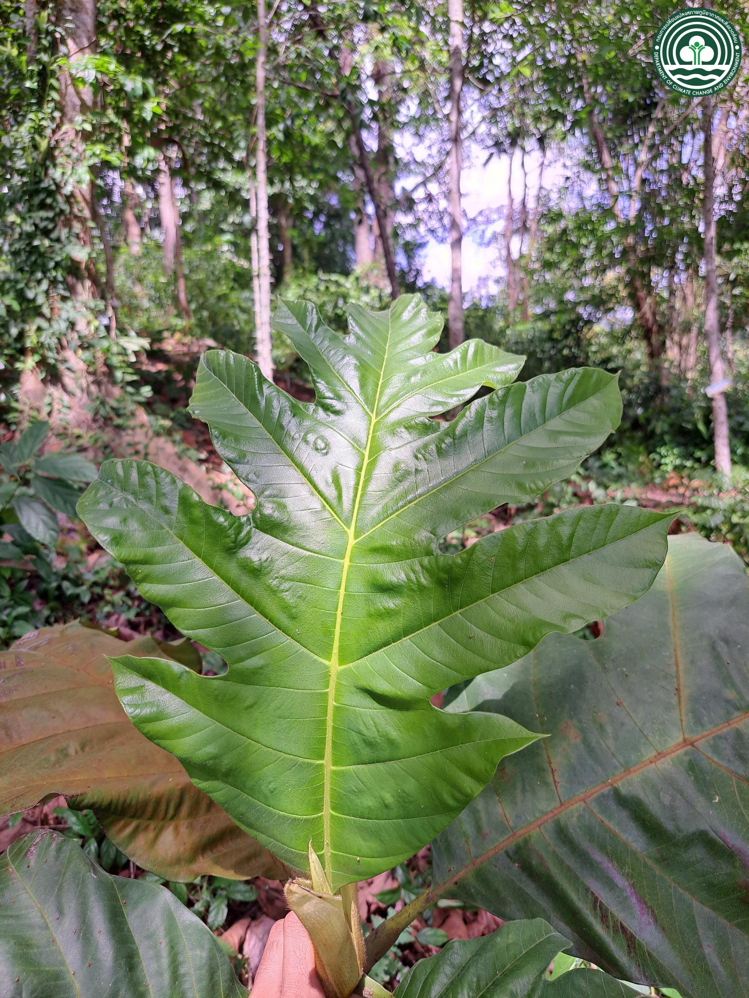 Artocarpus elasticus