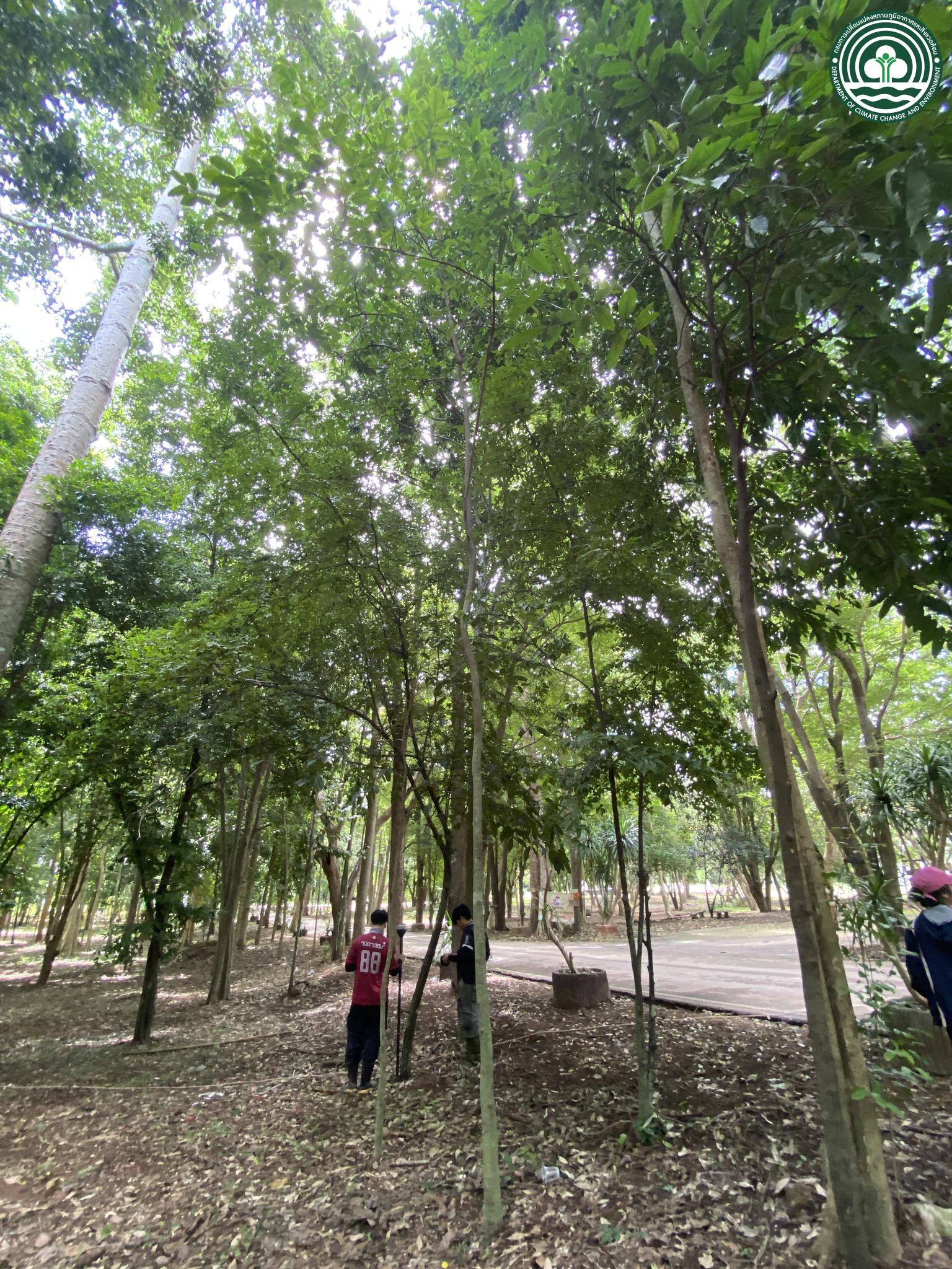 Artocarpus gomezianus