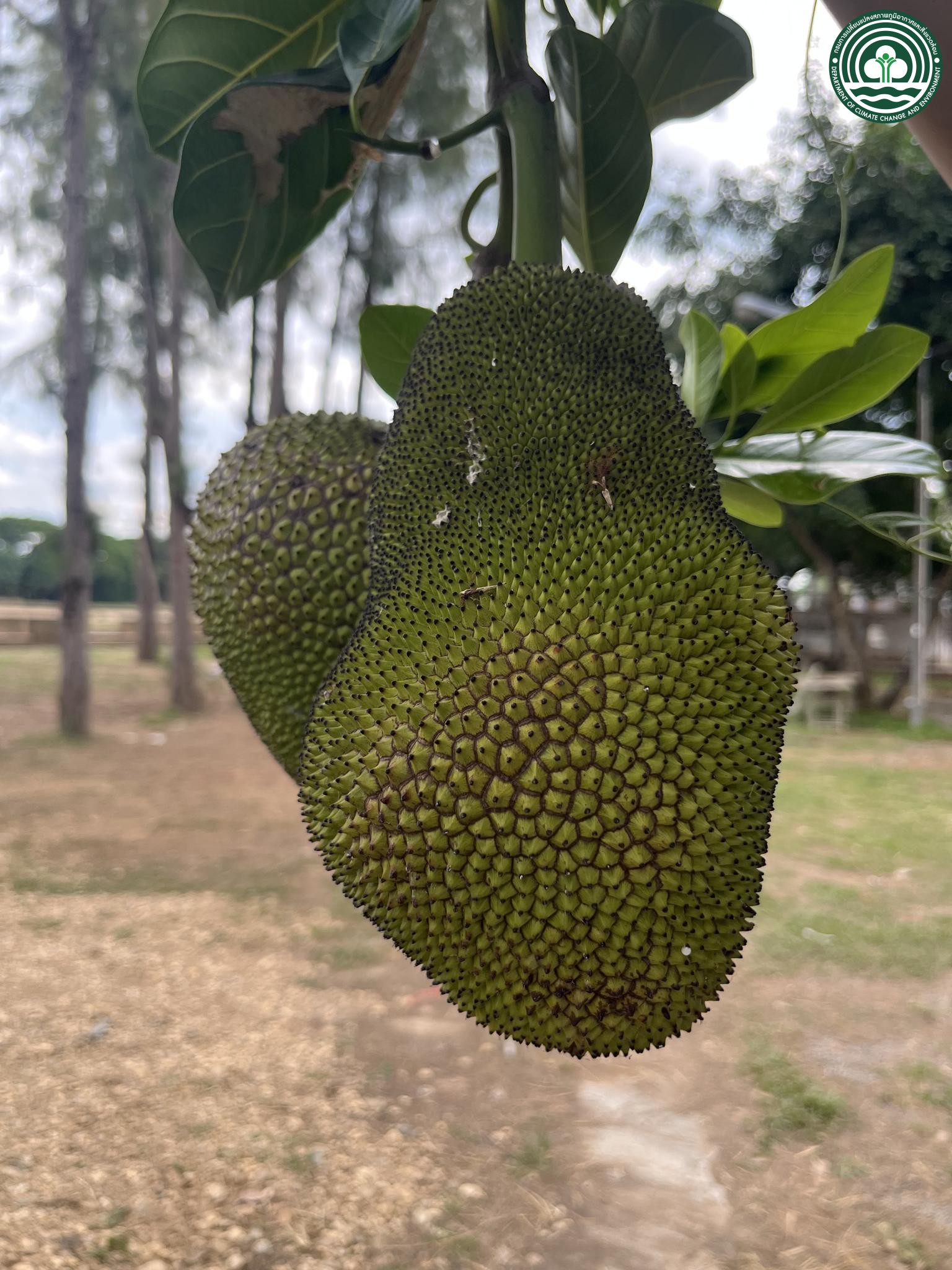 Artocarpus heterophyllus