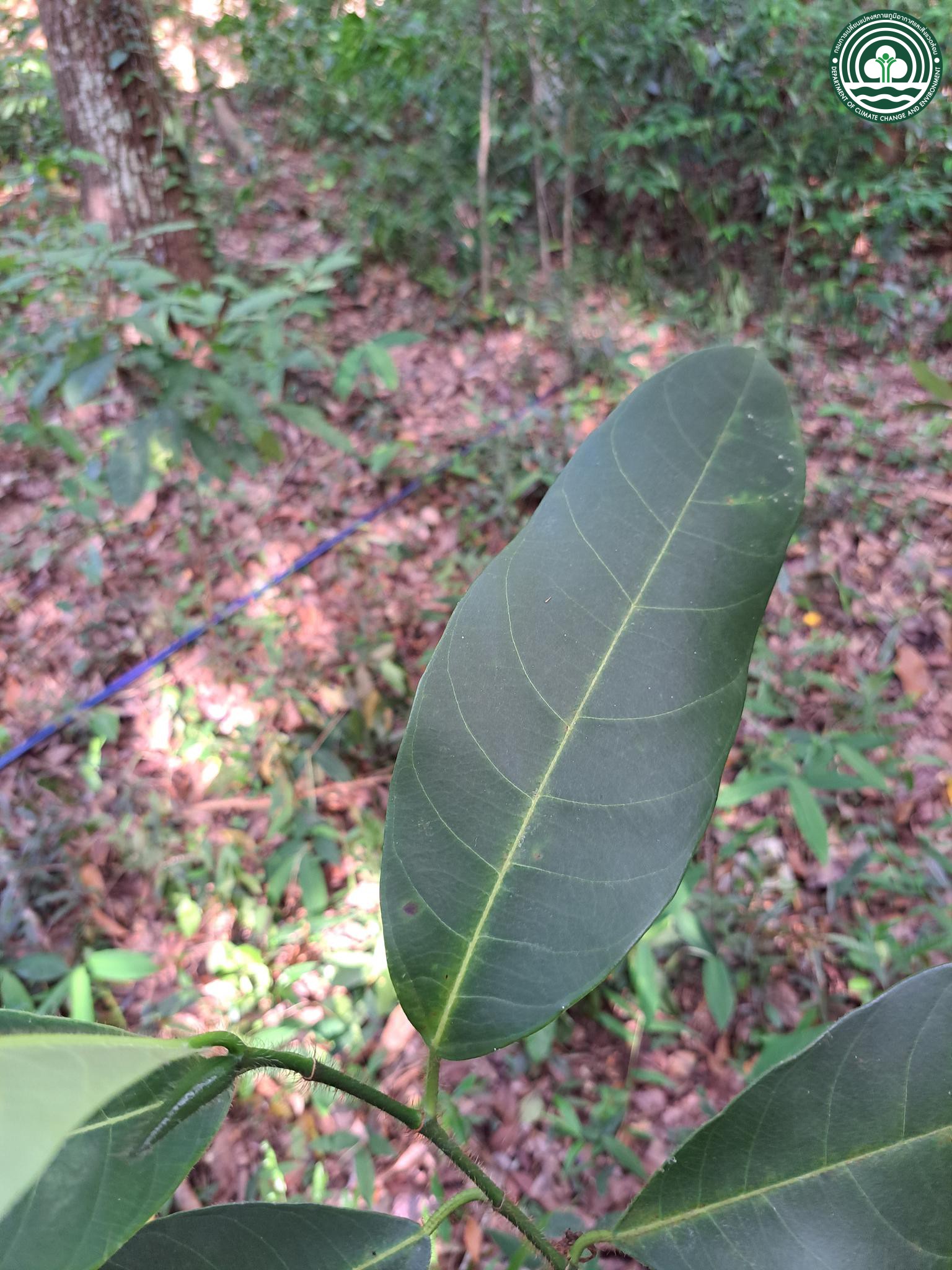 Artocarpus integer