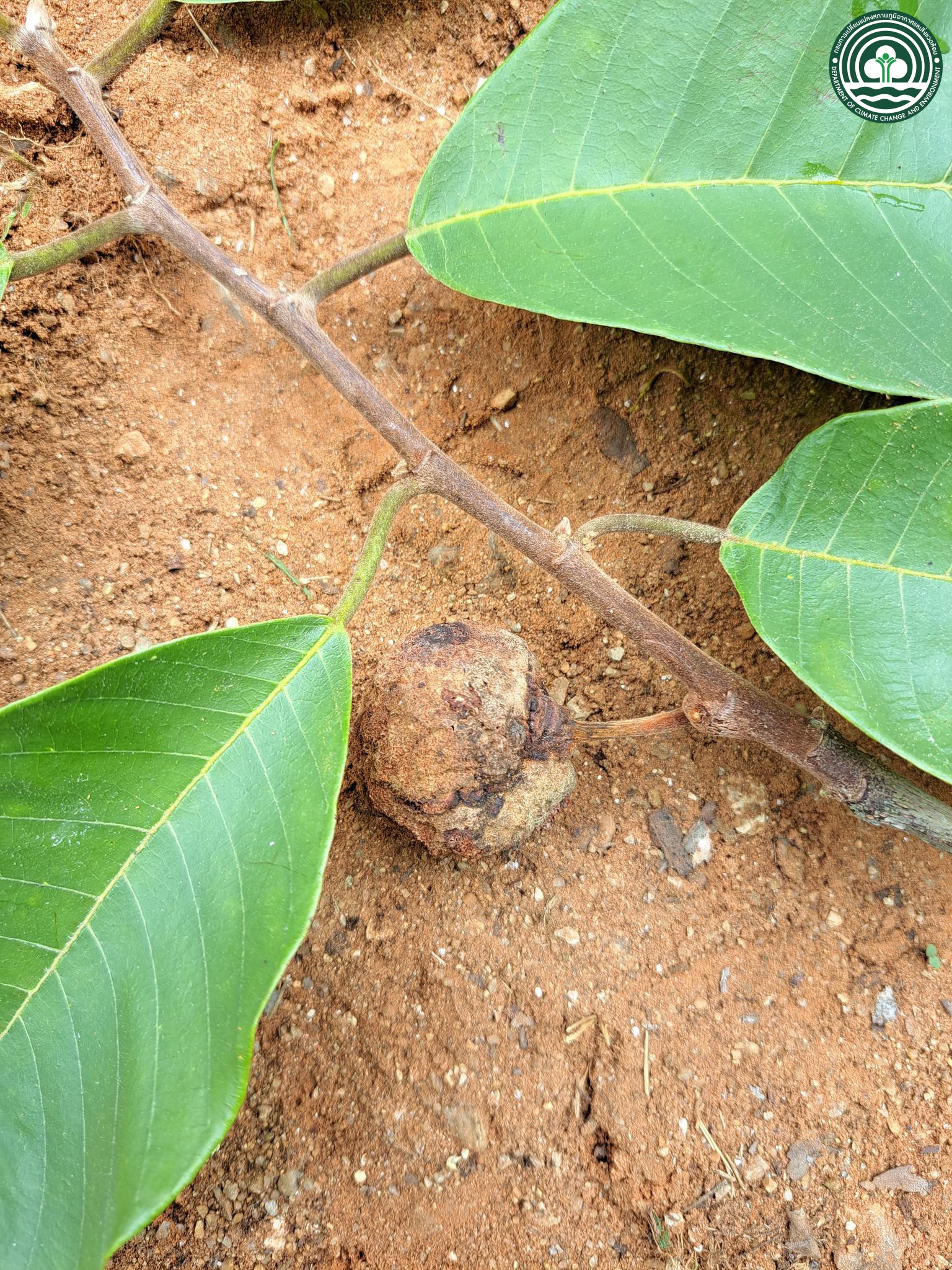  Artocarpus lacucha