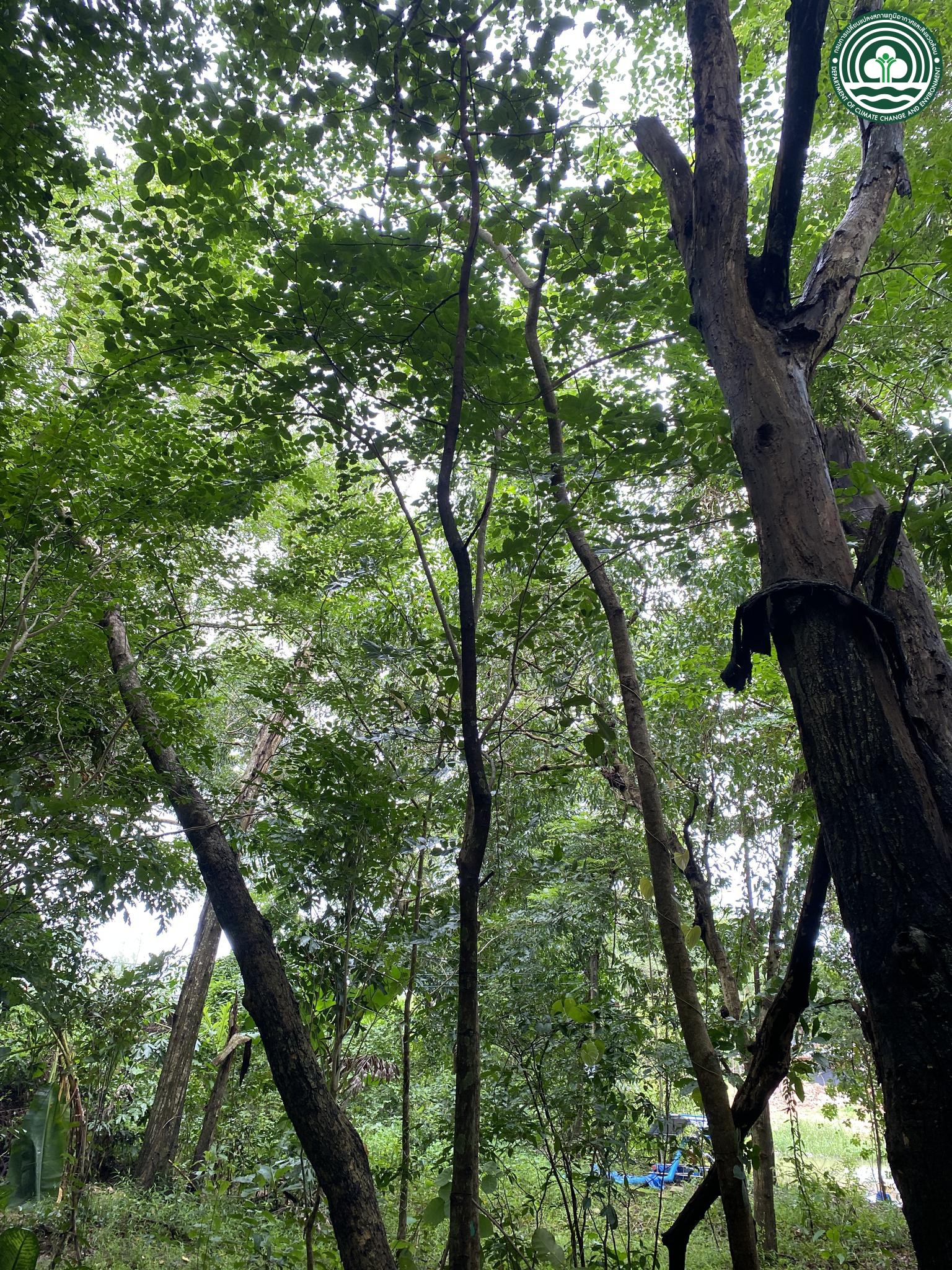 Artocarpus thailandicus