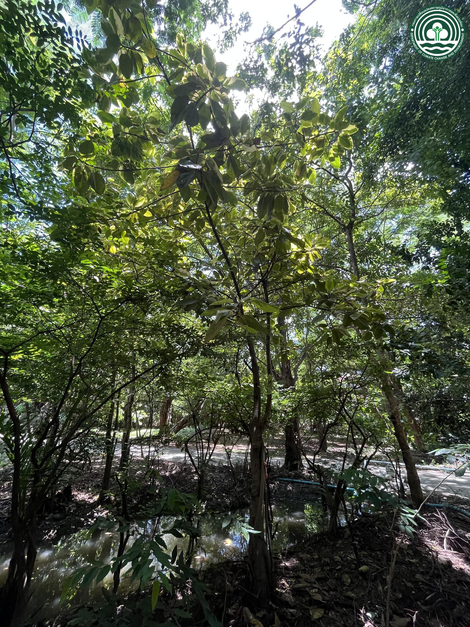  Ficus altissima