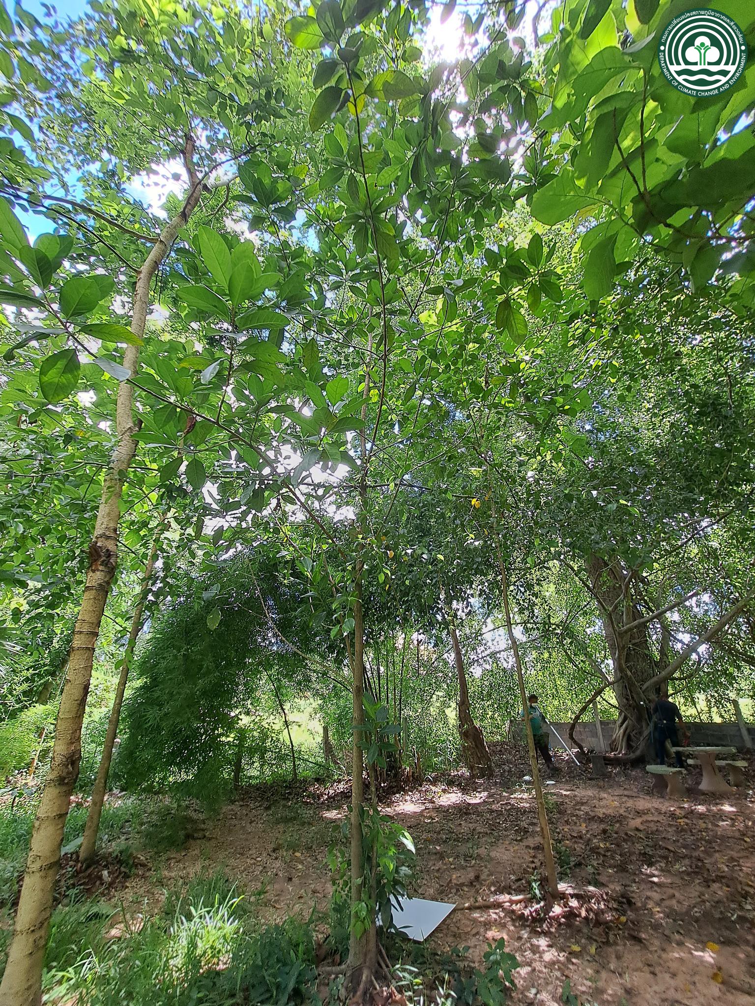 Ficus benghalensis