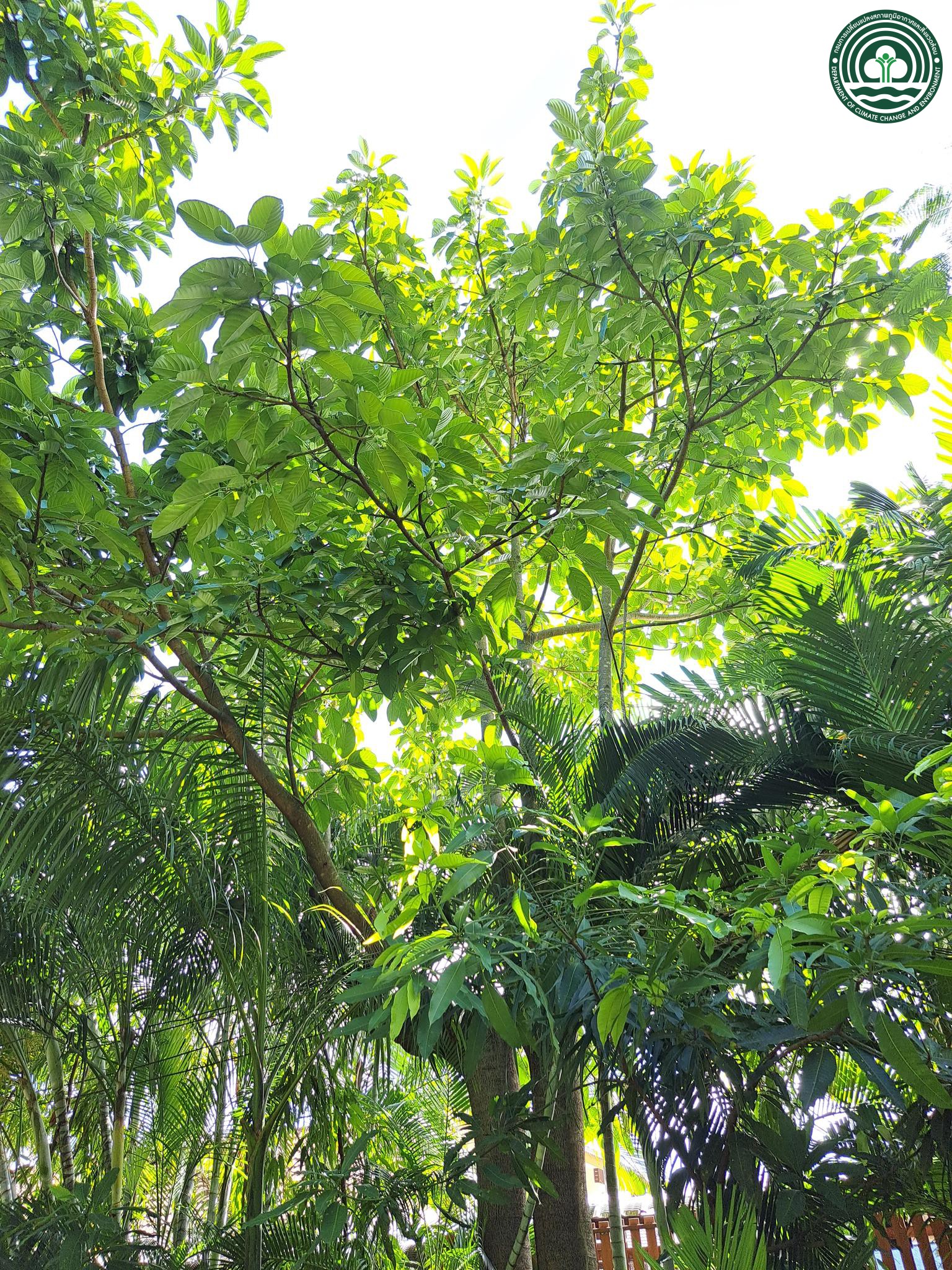 Ficus callosa