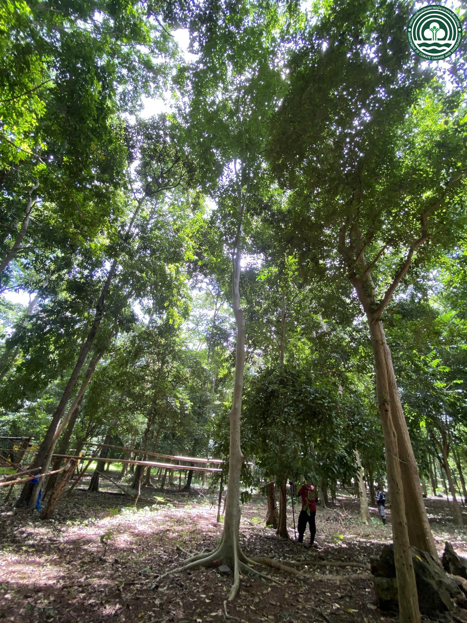 Ficus capillipes
