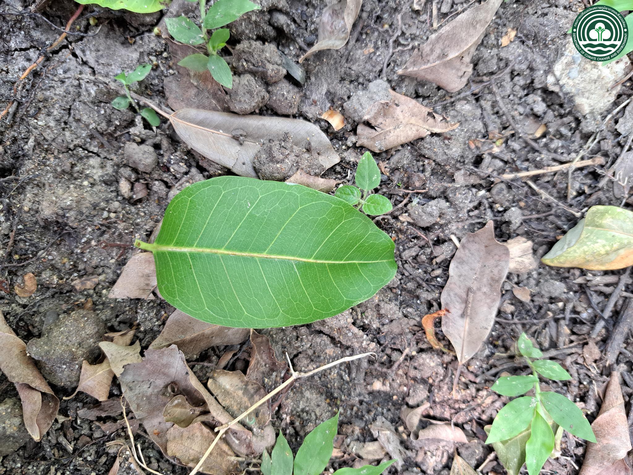 Ficus concinna