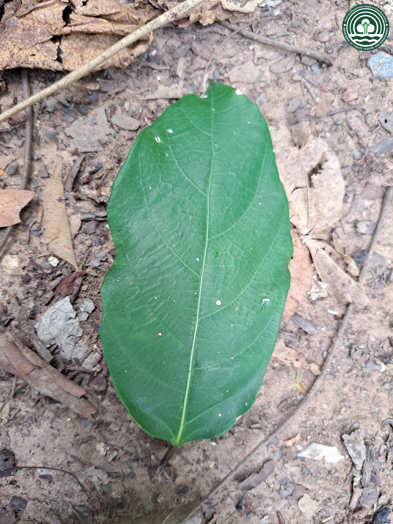 Ficus fistulosa