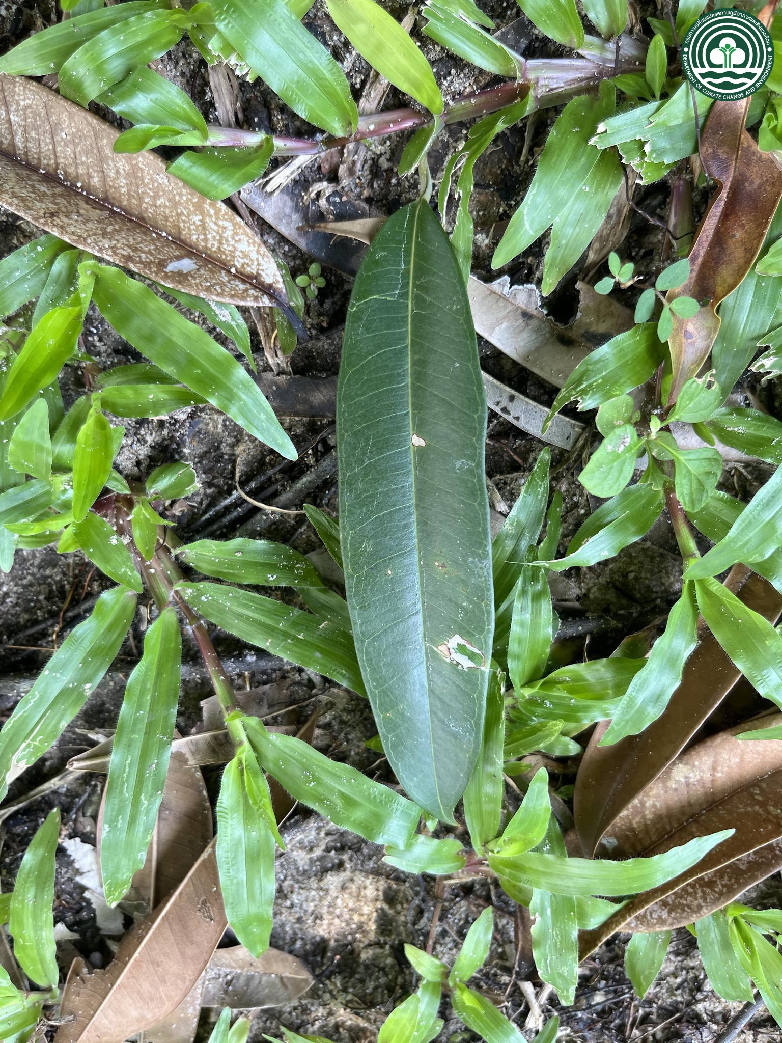 Ficus maclellandii