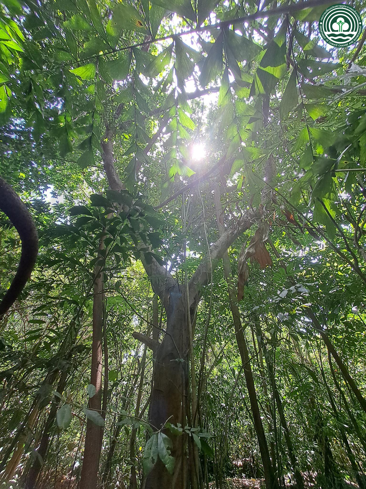 Ficus microcarpa