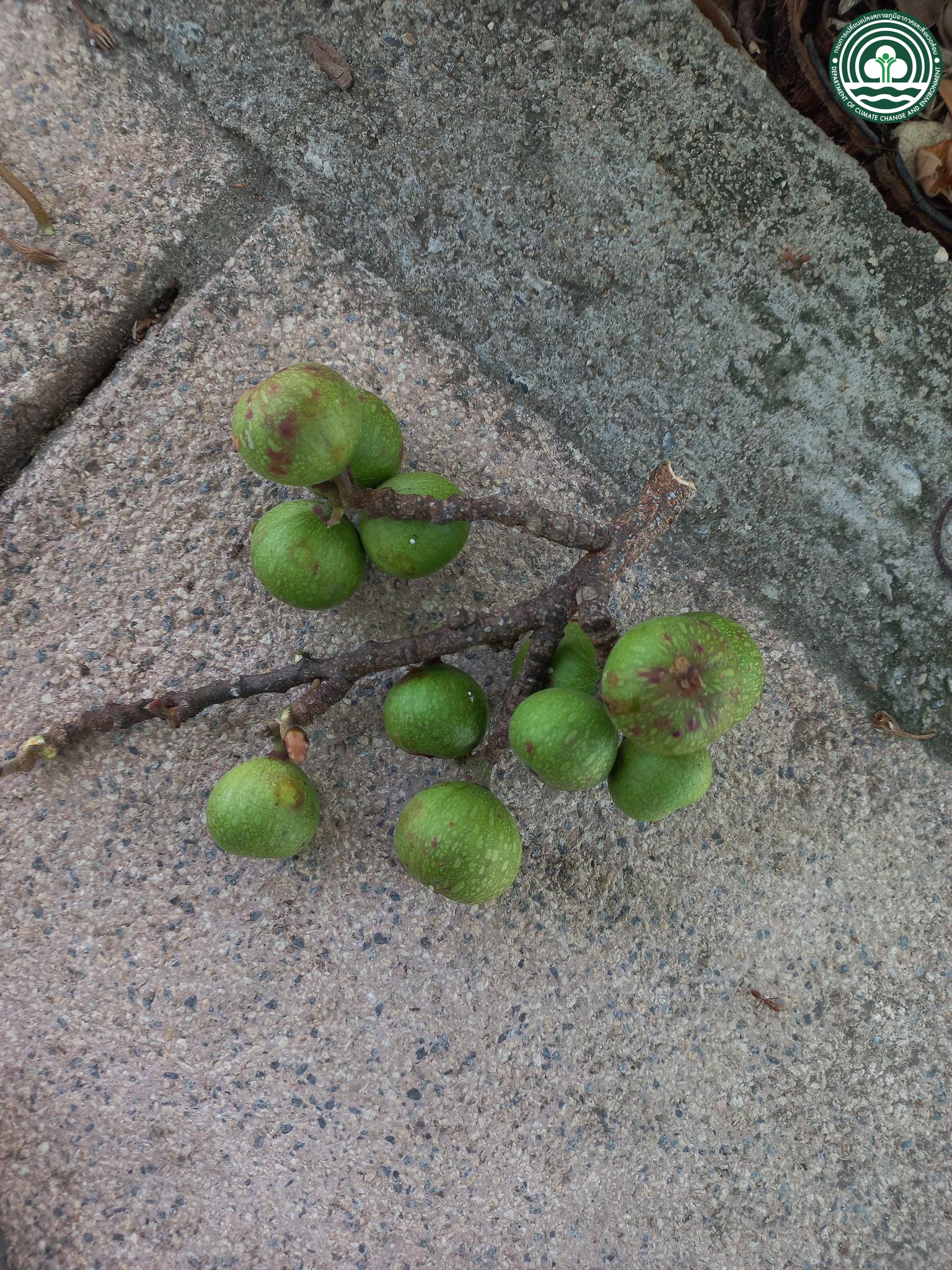 Ficus racemosa