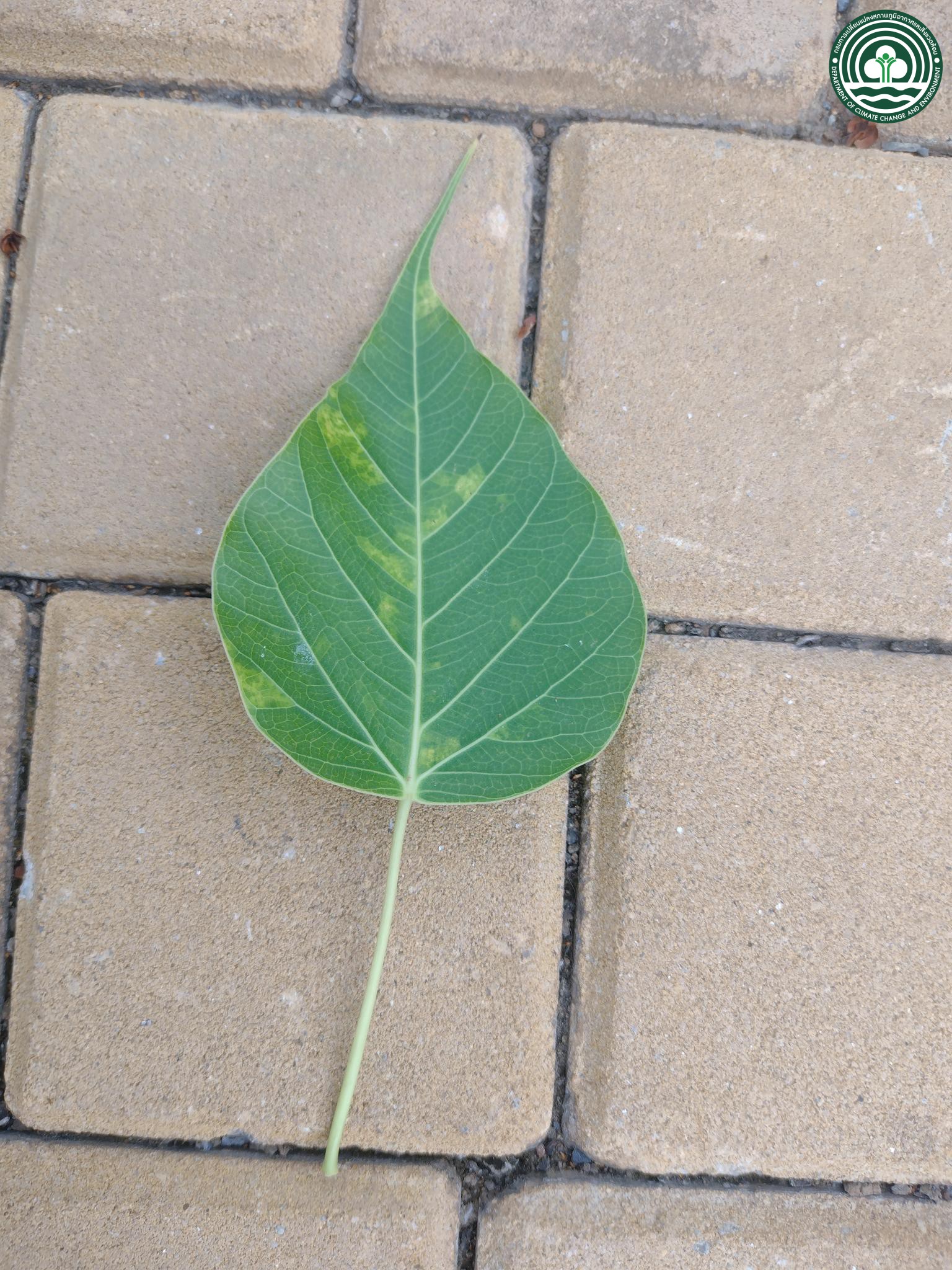 Ficus religiosa