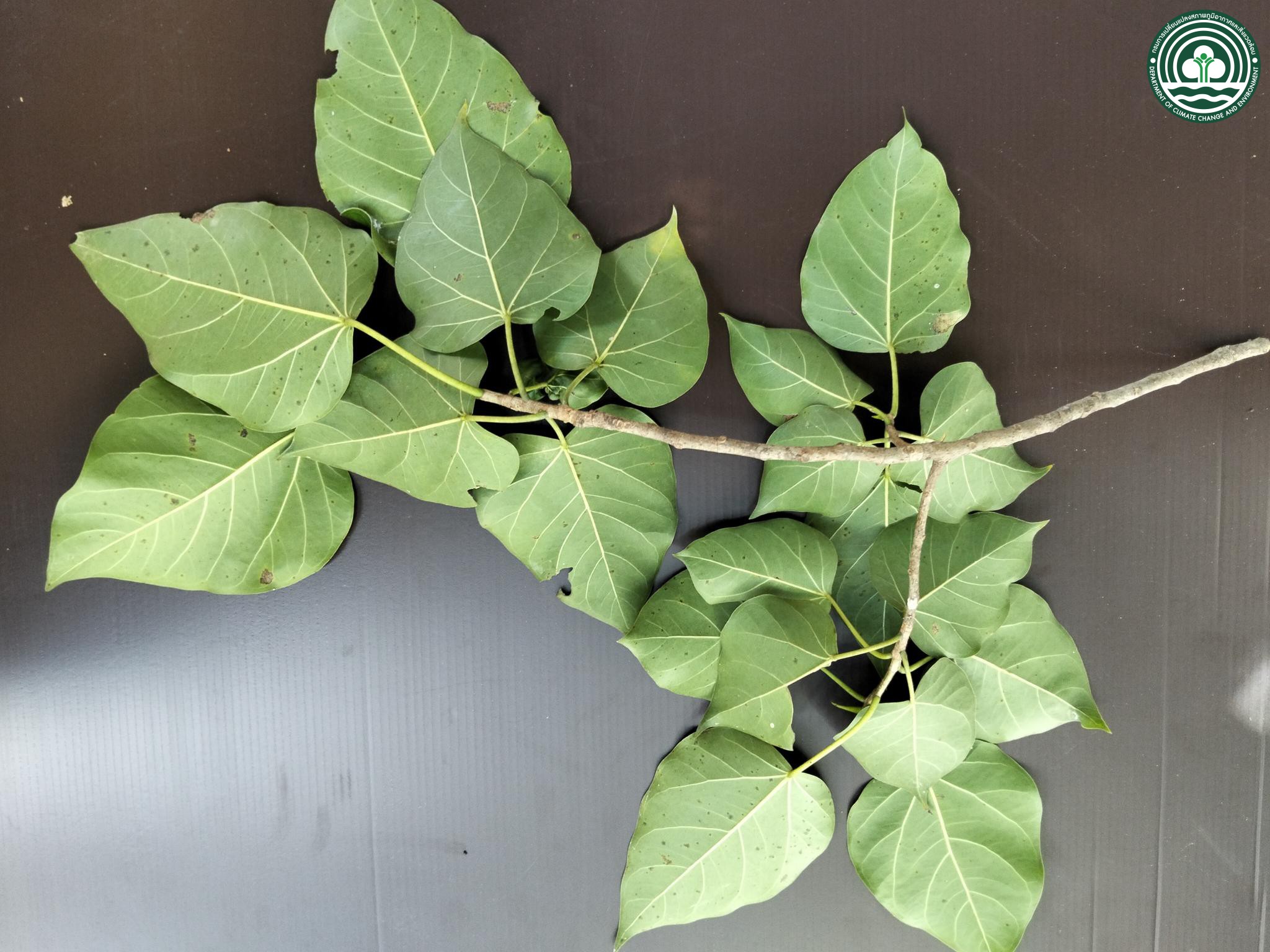Ficus rumphii