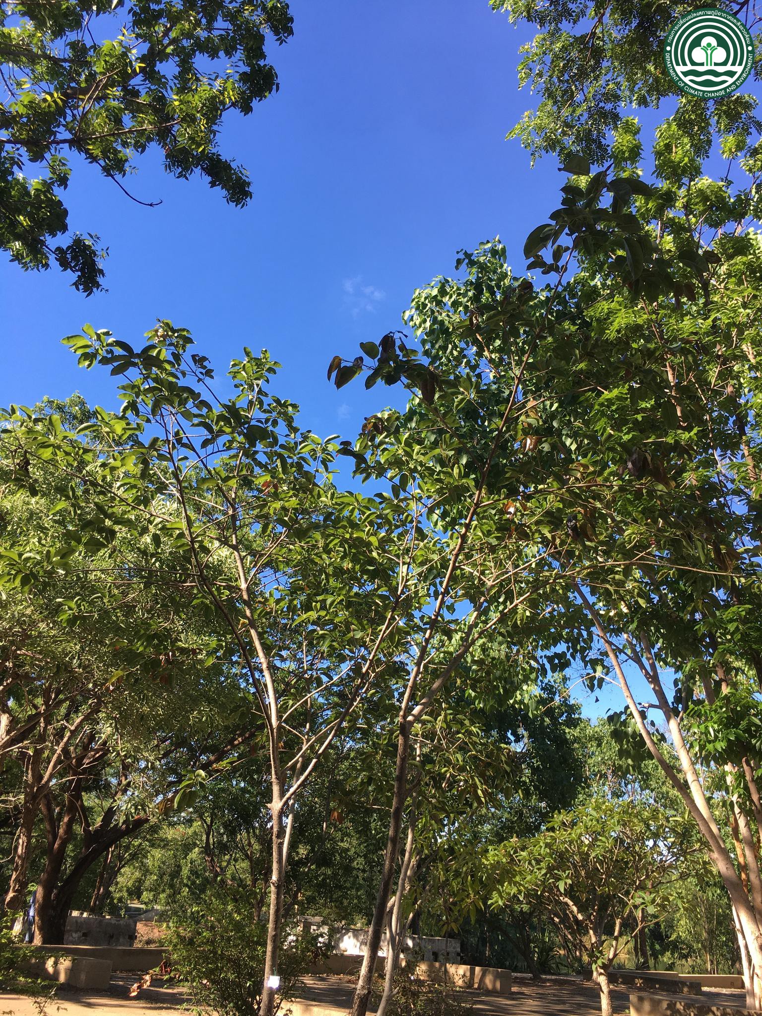 Ficus virens