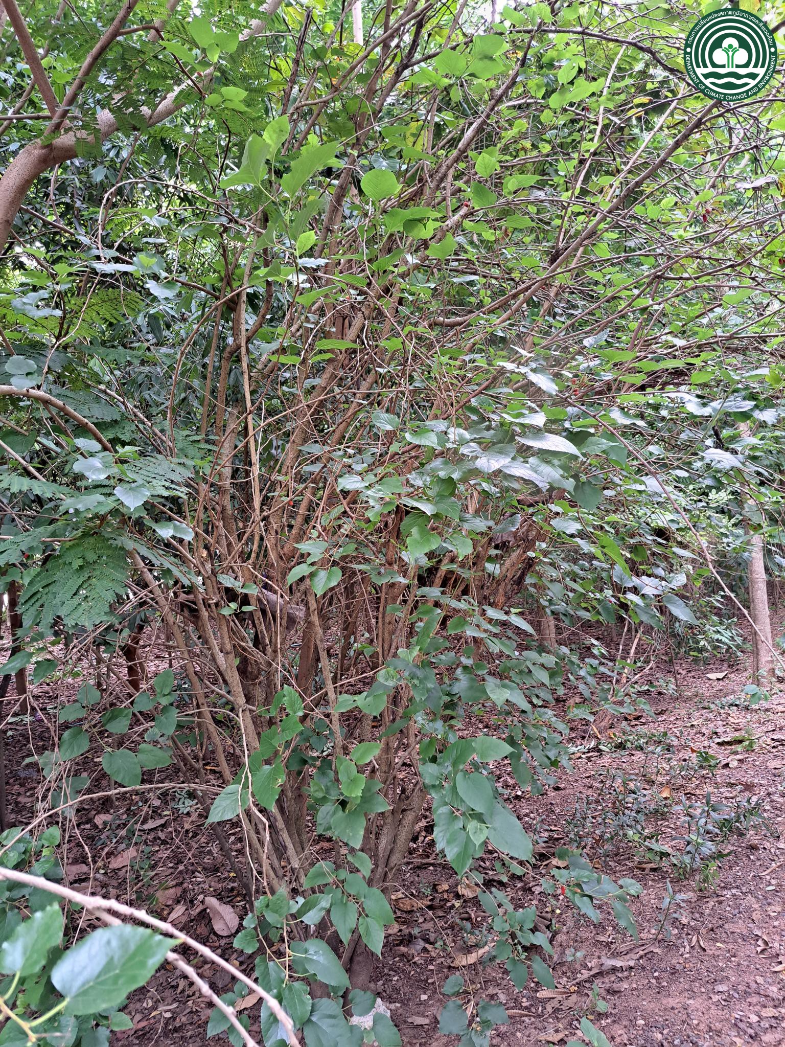 Morus alba