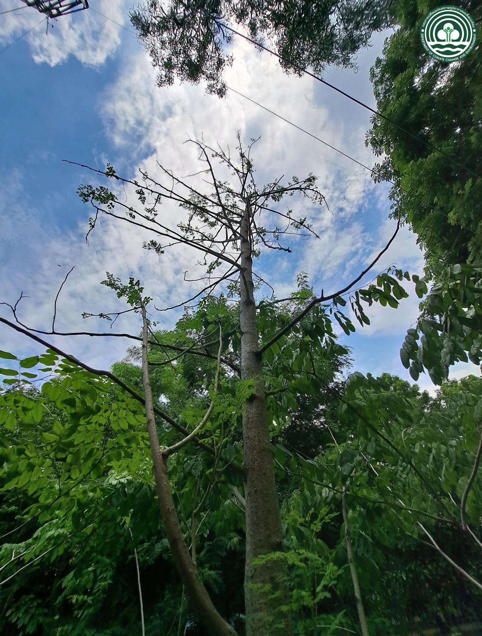 Moringa oleifera