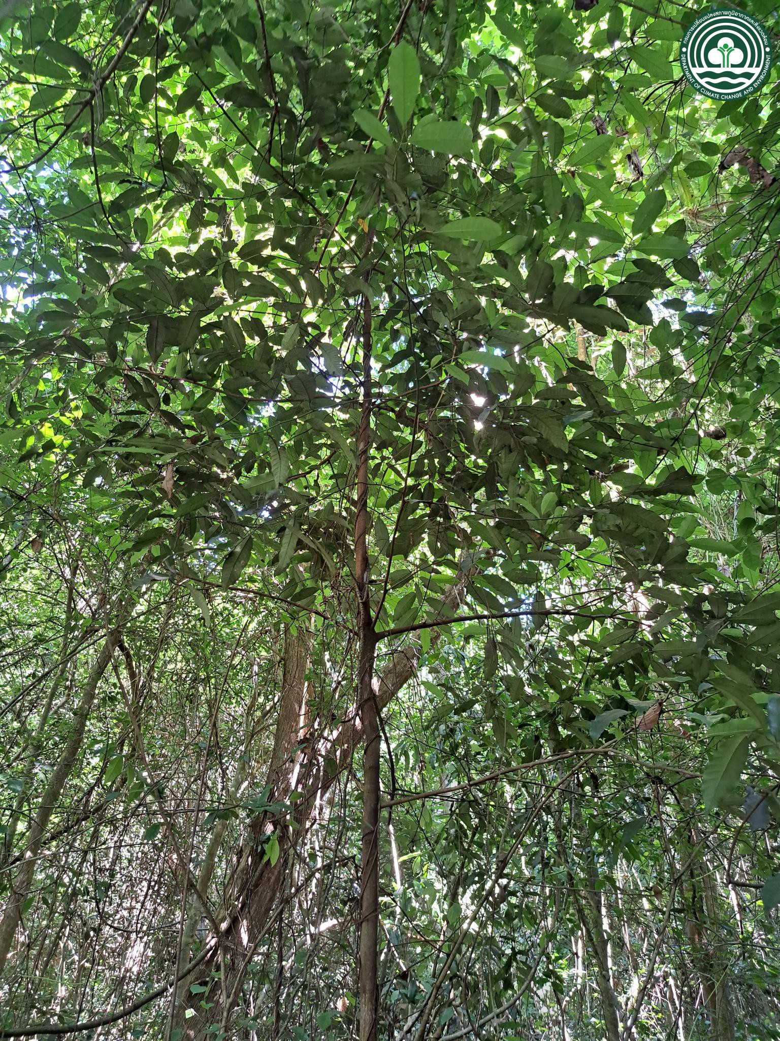 Knema globularia