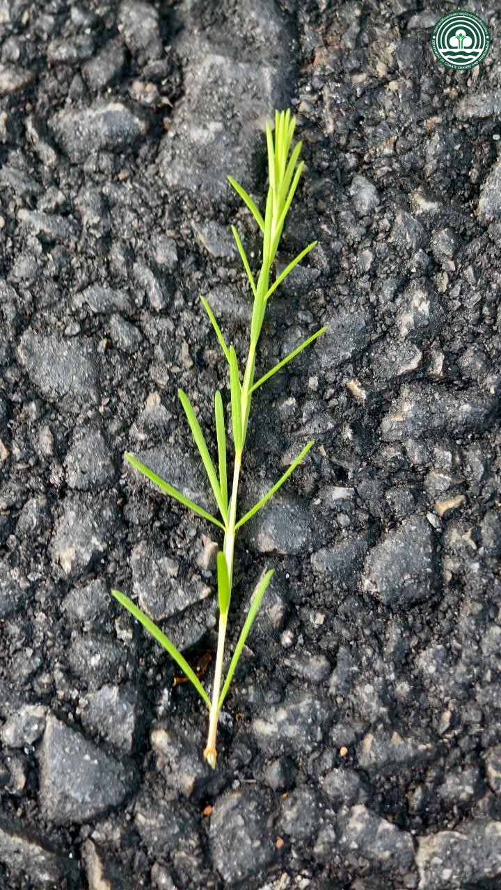 Baeckea frutescens
