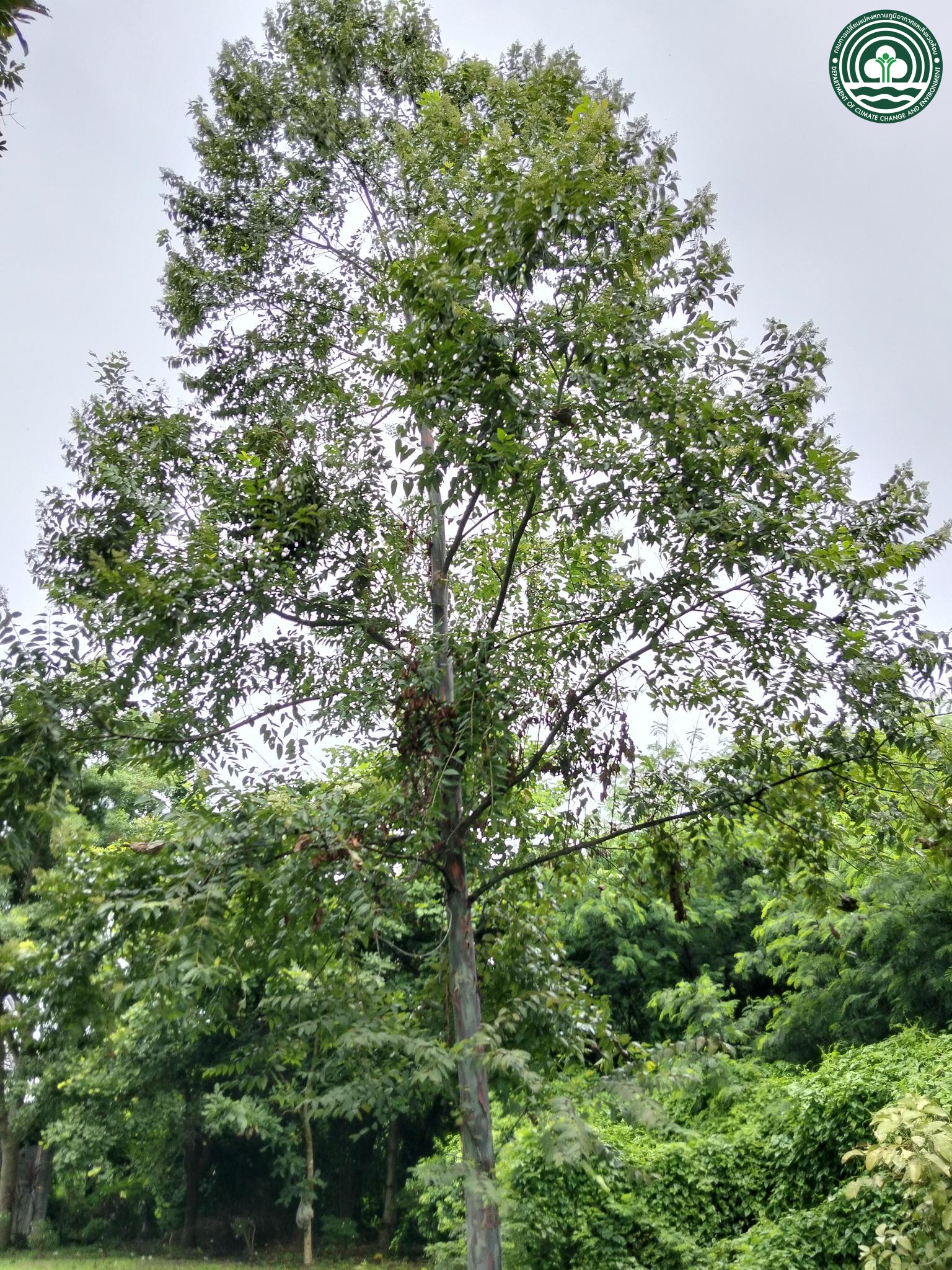 Eucalyptus deglupta