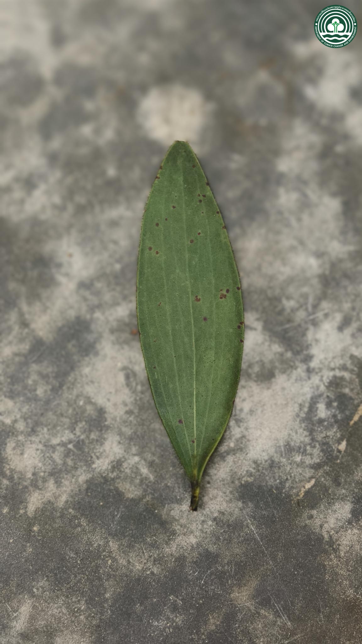 Melaleuca cajuputi