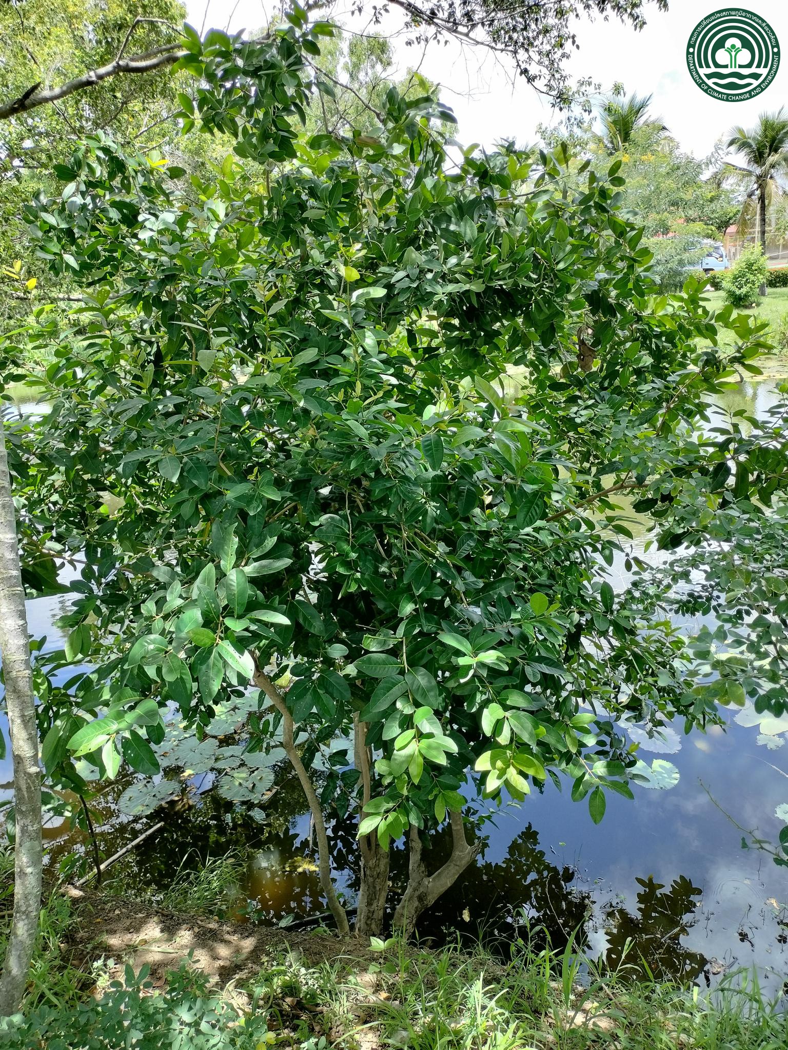 Syzygium cinereum