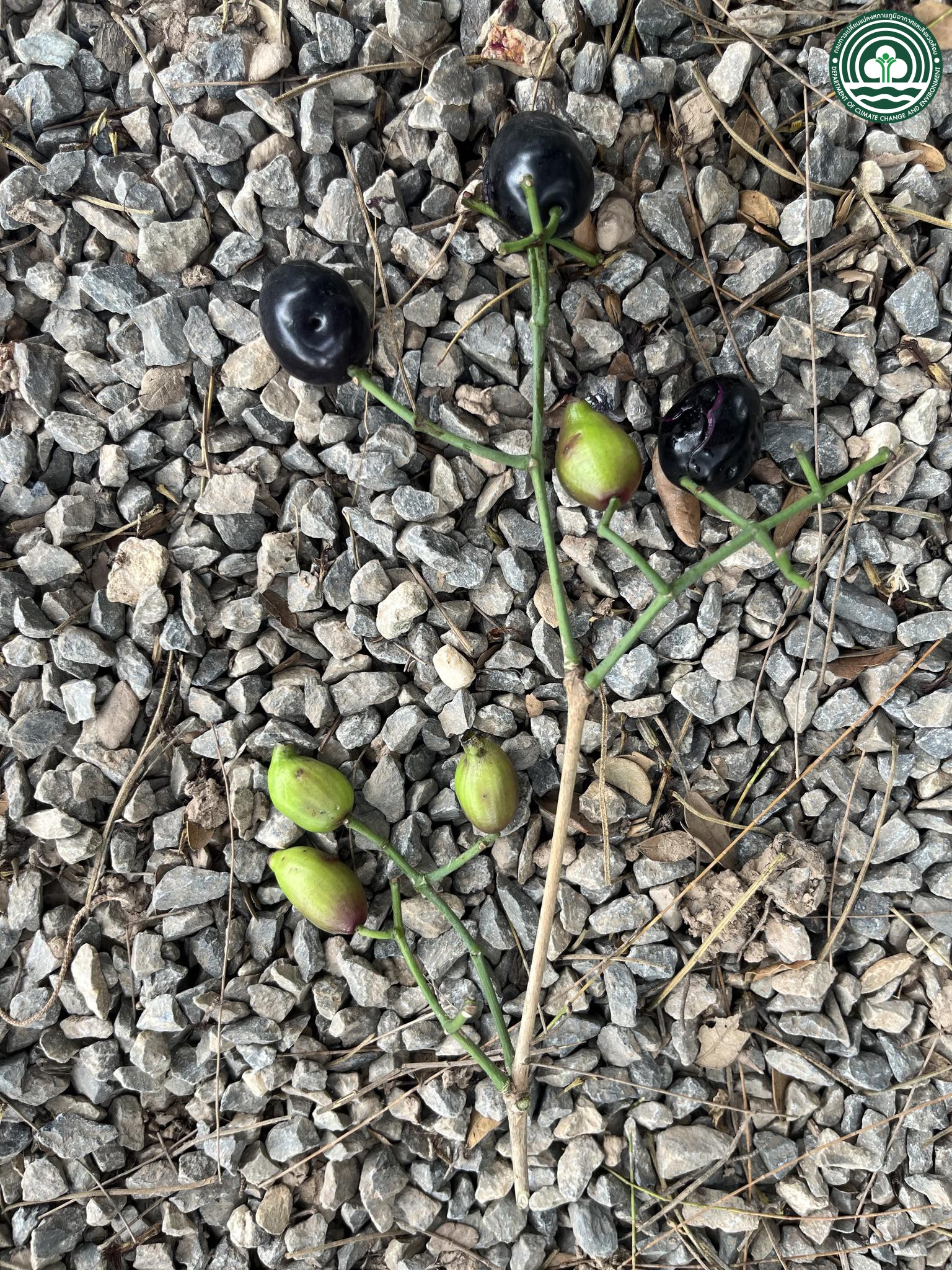 Syzygium cumini