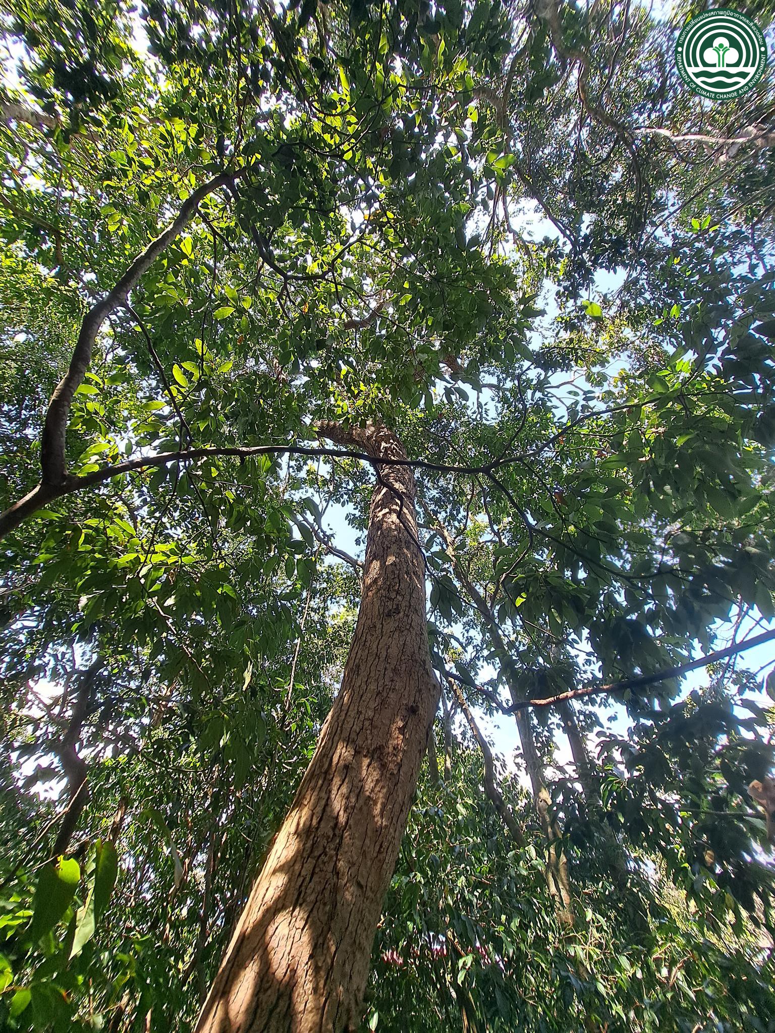 Syzygium grande