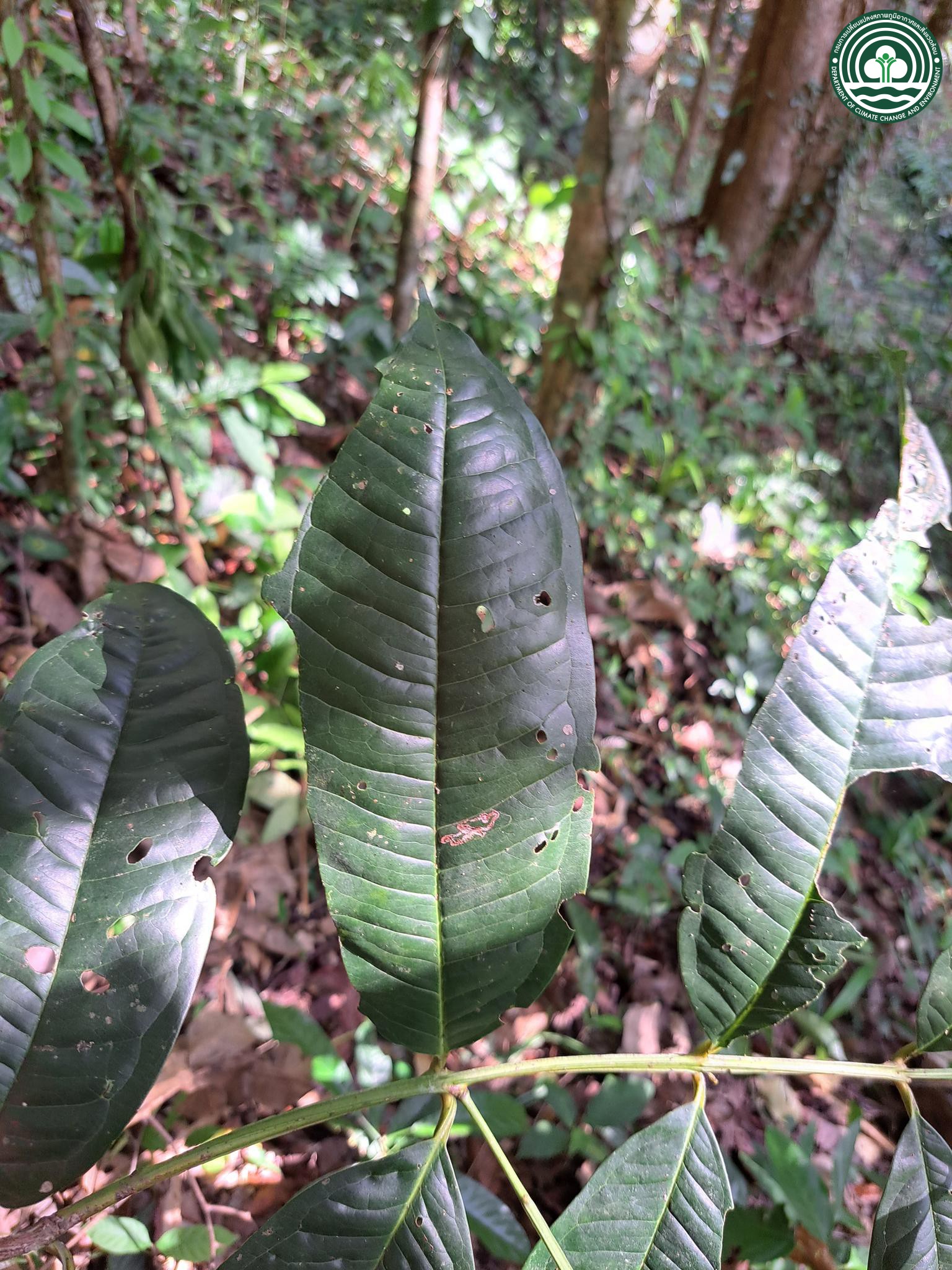 Syzygium ixoroides