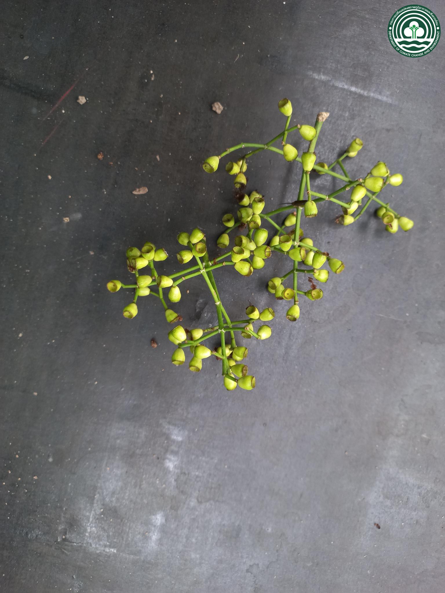 Syzygium nervosum