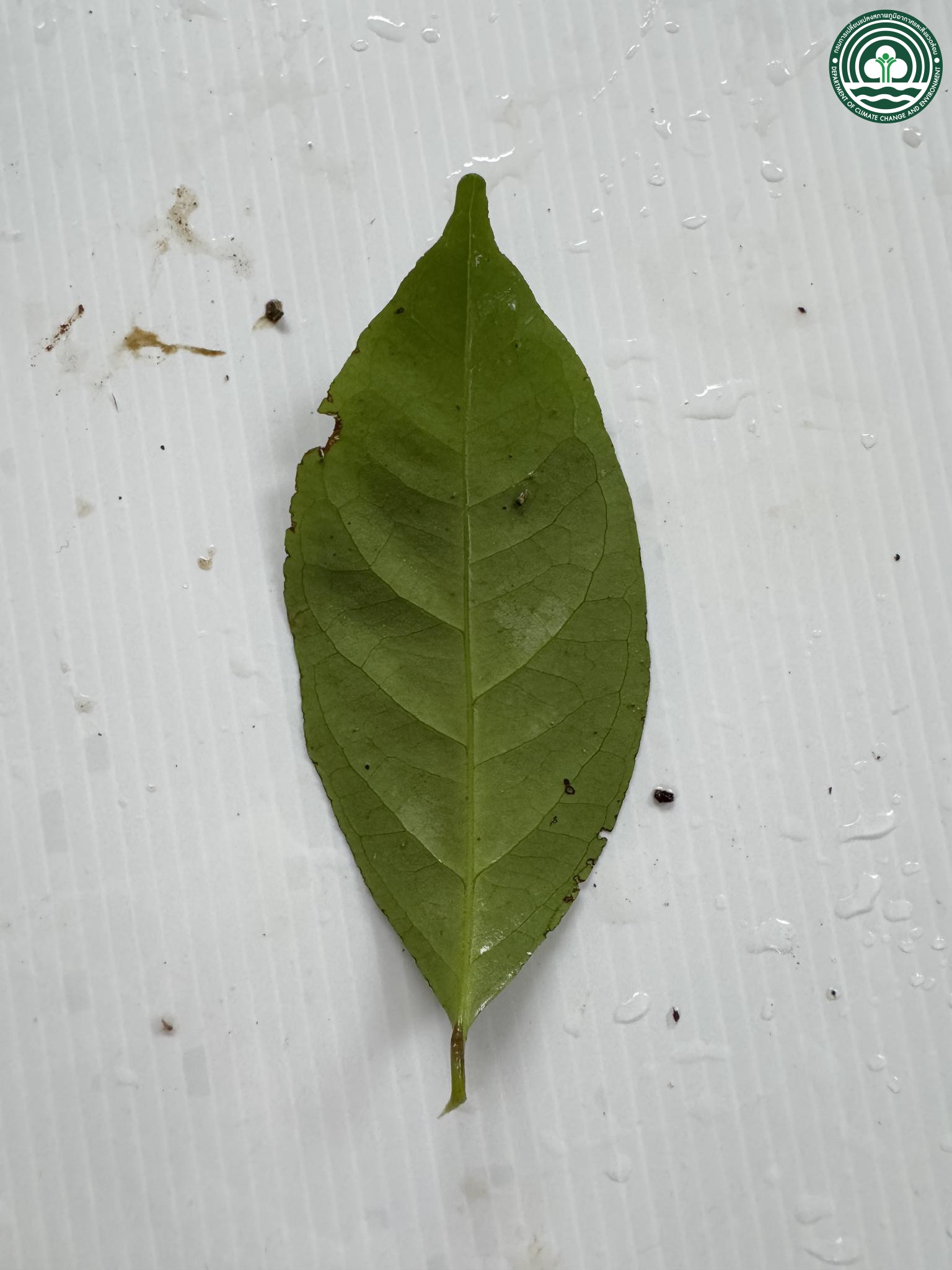 Syzygium polyanthum