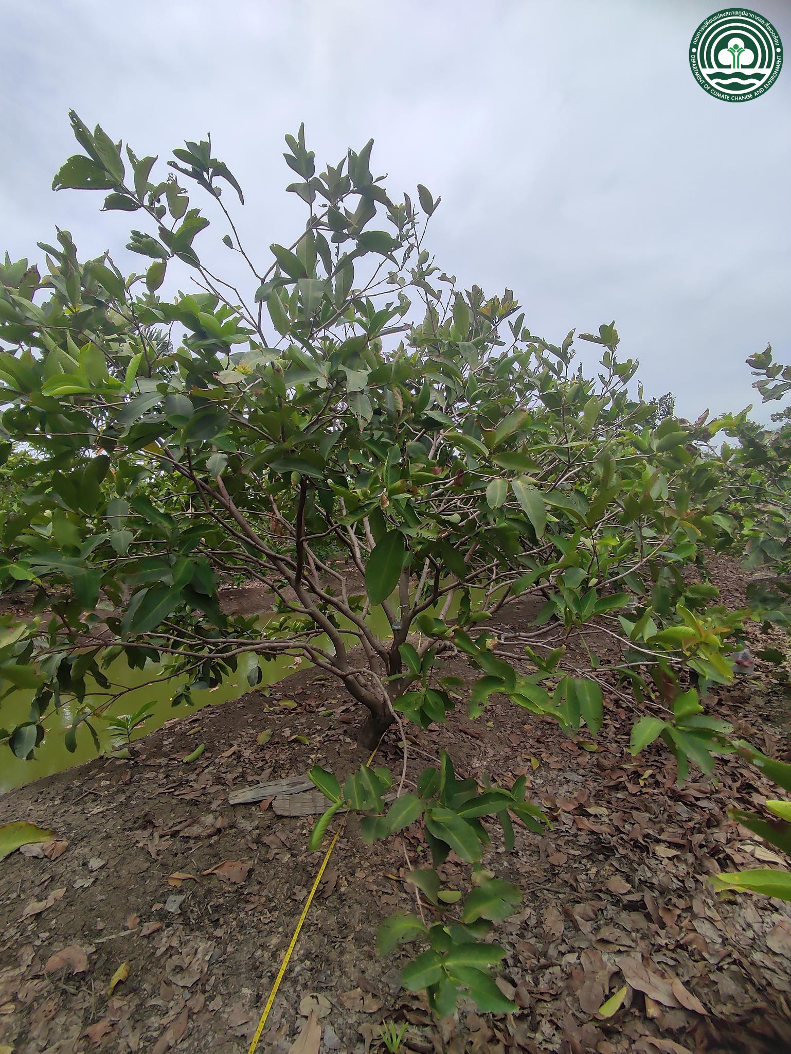 Syzygium samarangense
