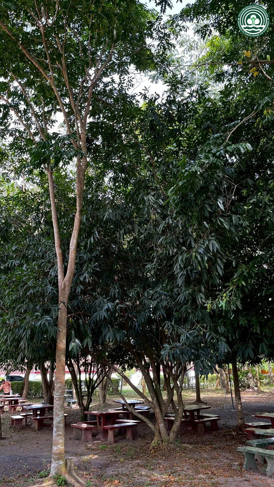 Syzygium siamense