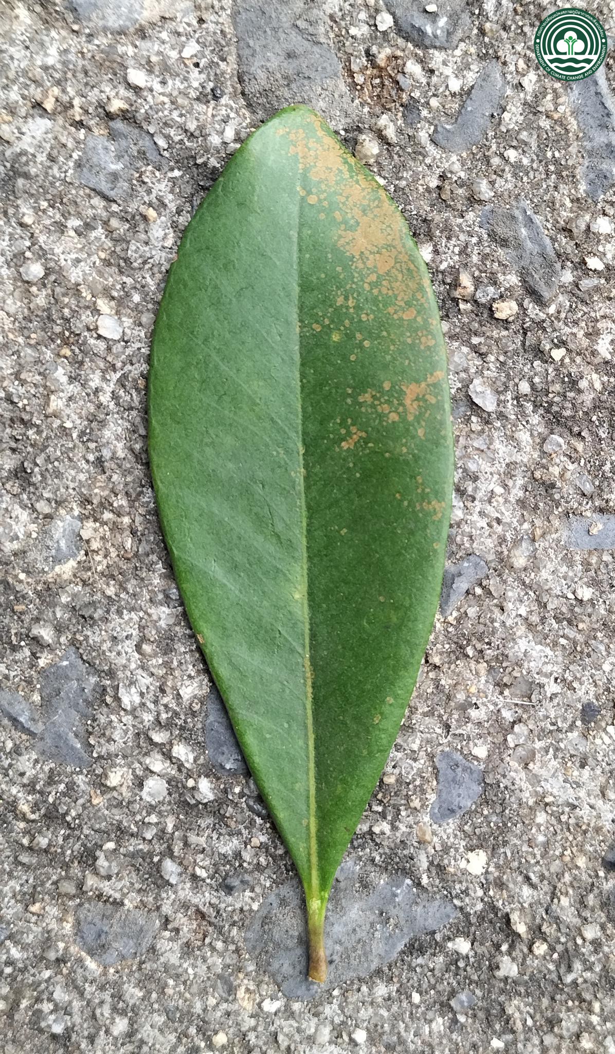 Tristaniopsis burmanica