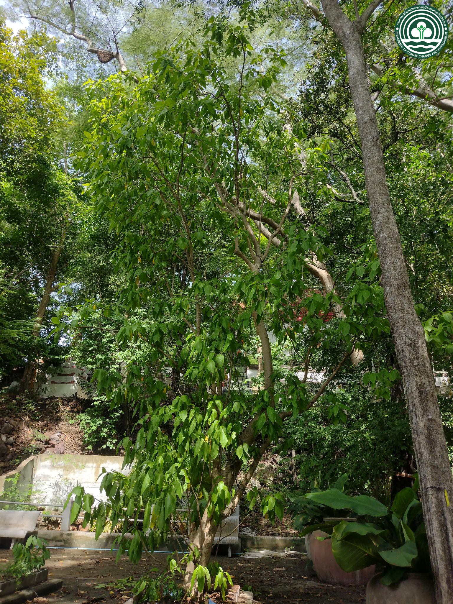 Pisonia grandis