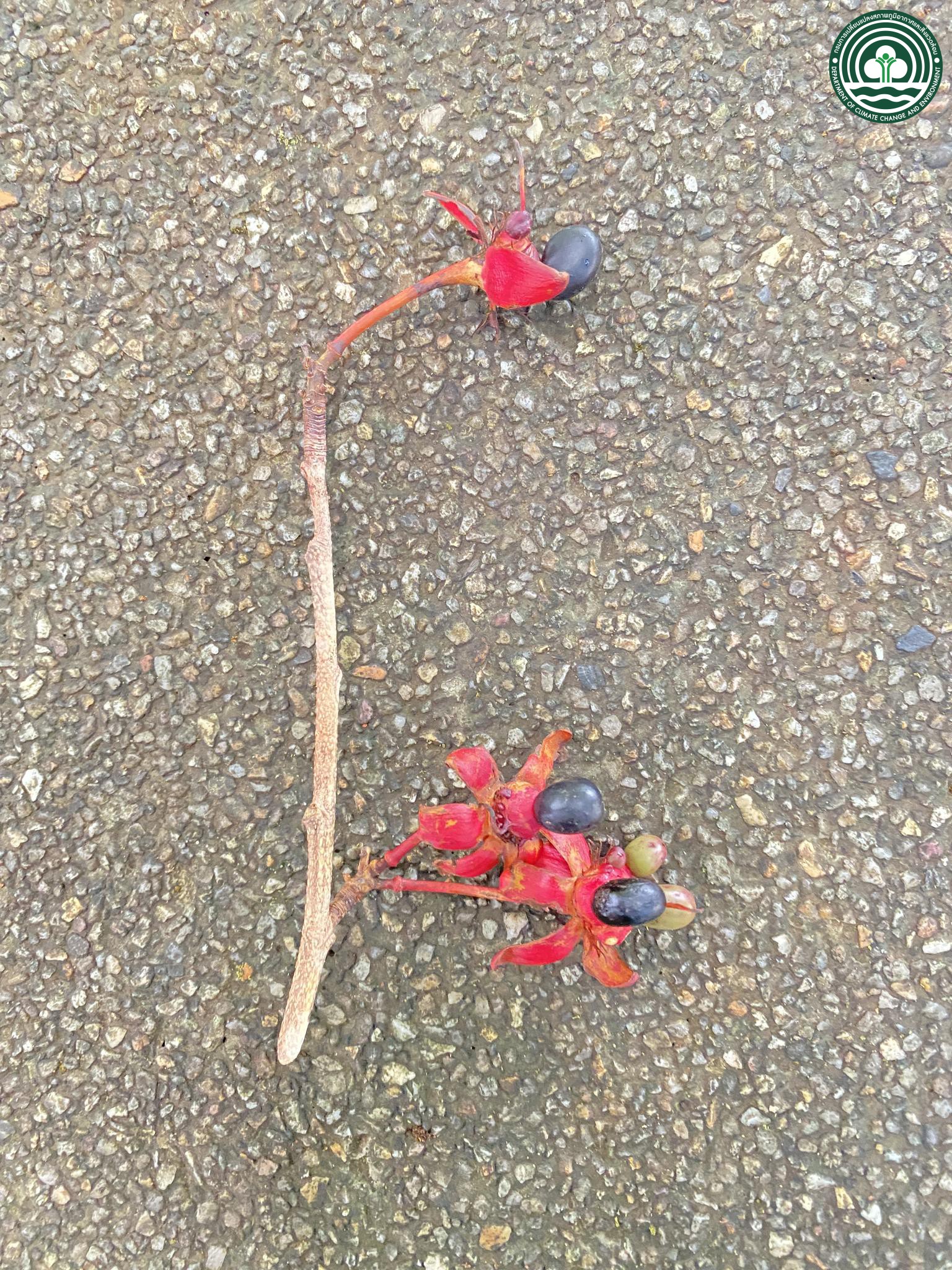 Ochna integerrima