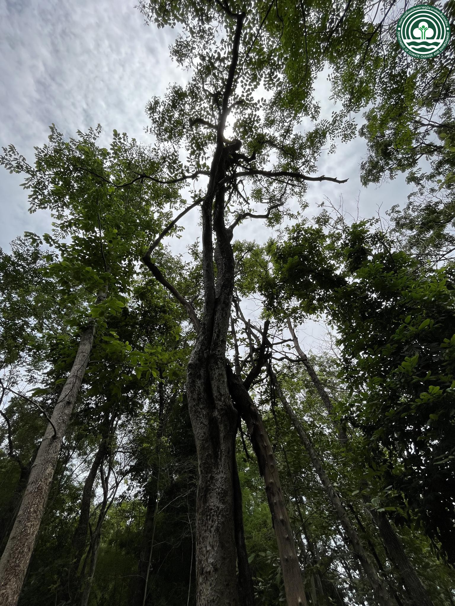 Schrebera swietenioides