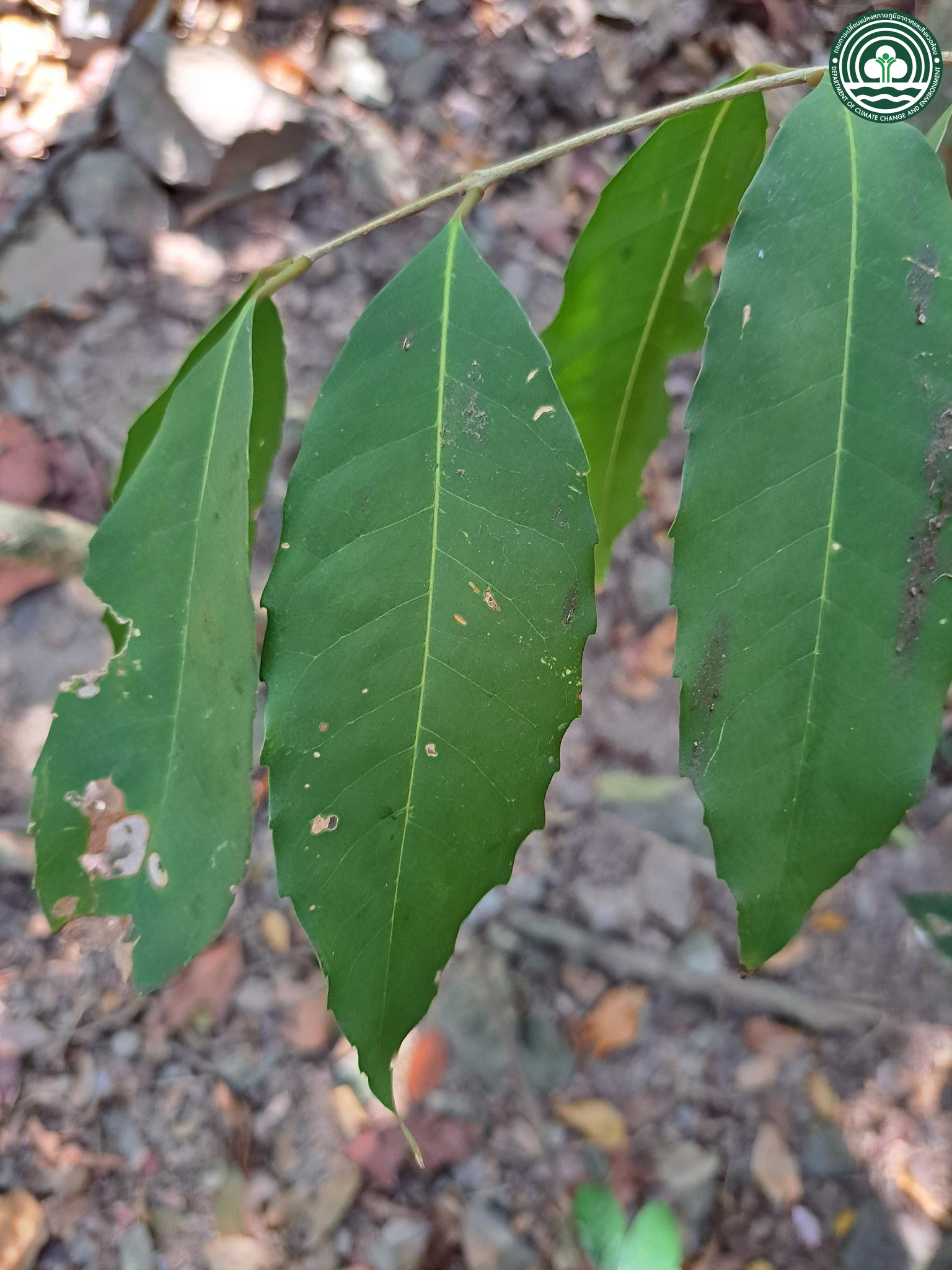 Tetrapilus salicifolius