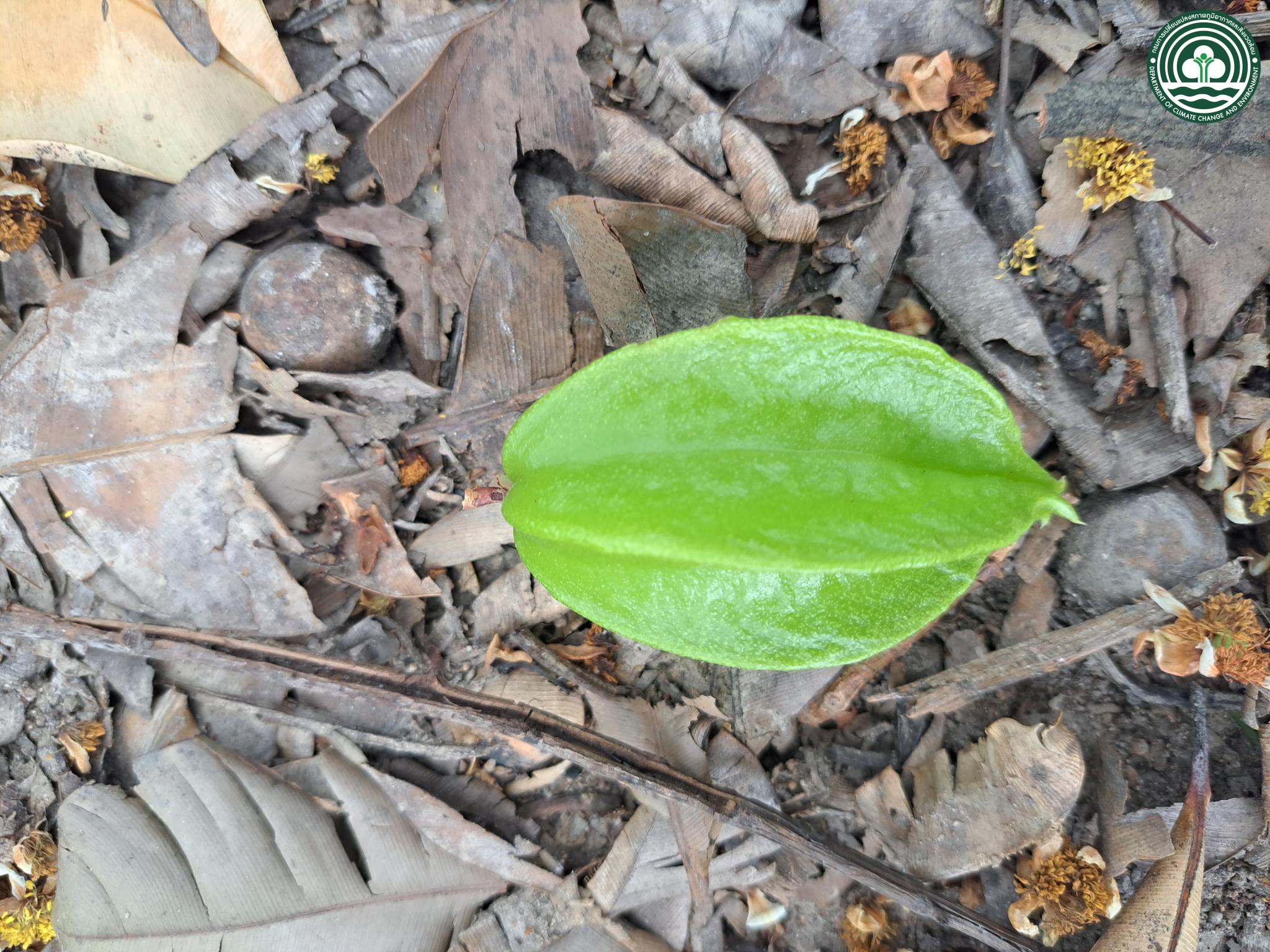 Averrhoa carambola