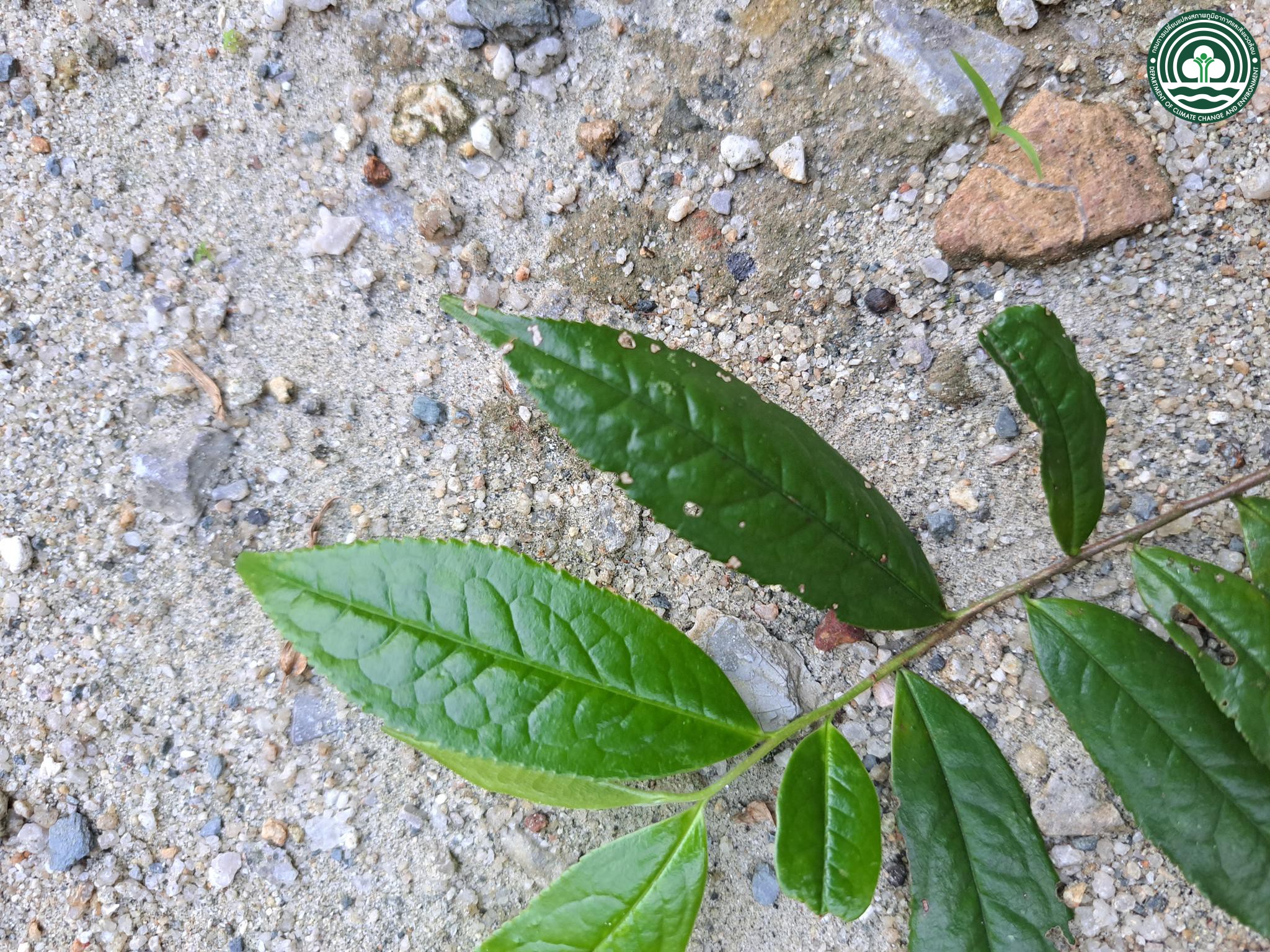 Eurya acuminata