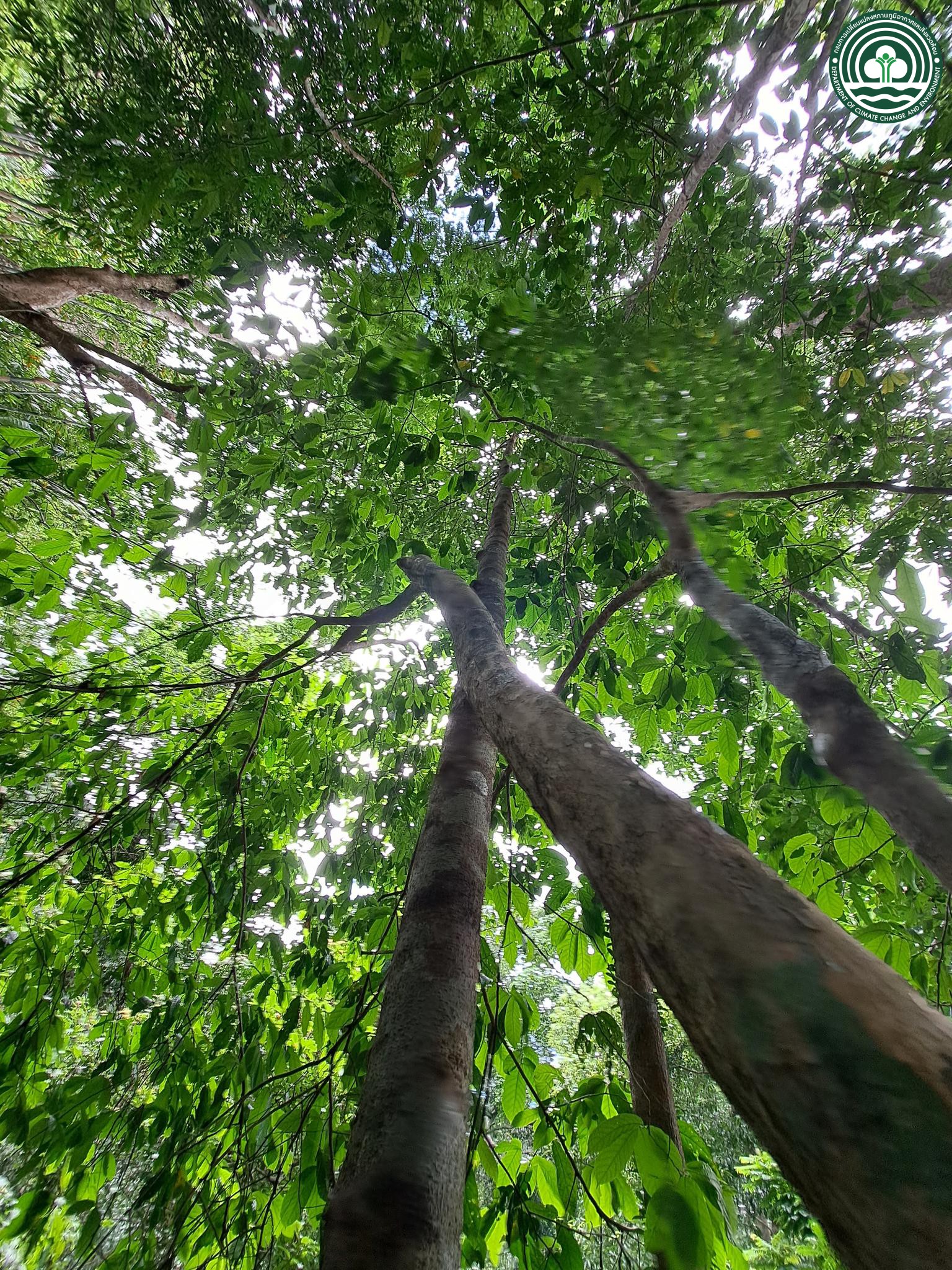Antidesma montanum