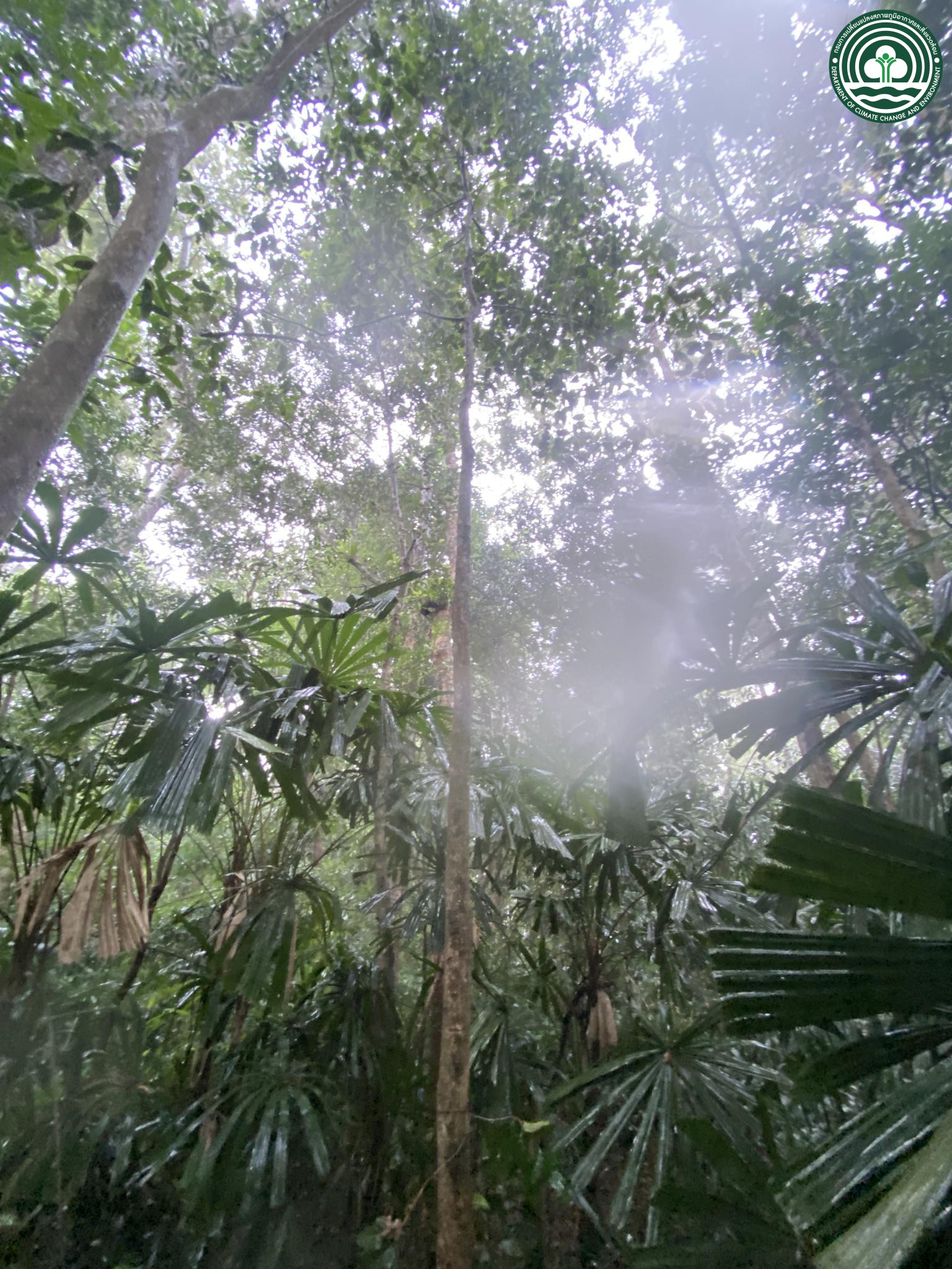 Aporosa octandra