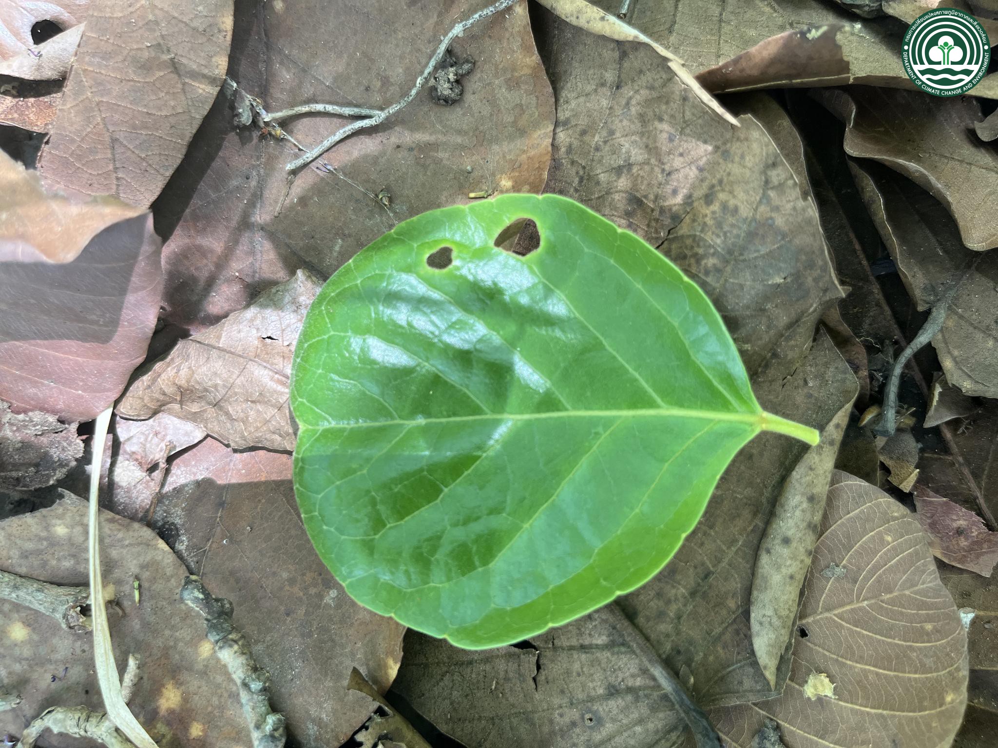 Aporosa villosa