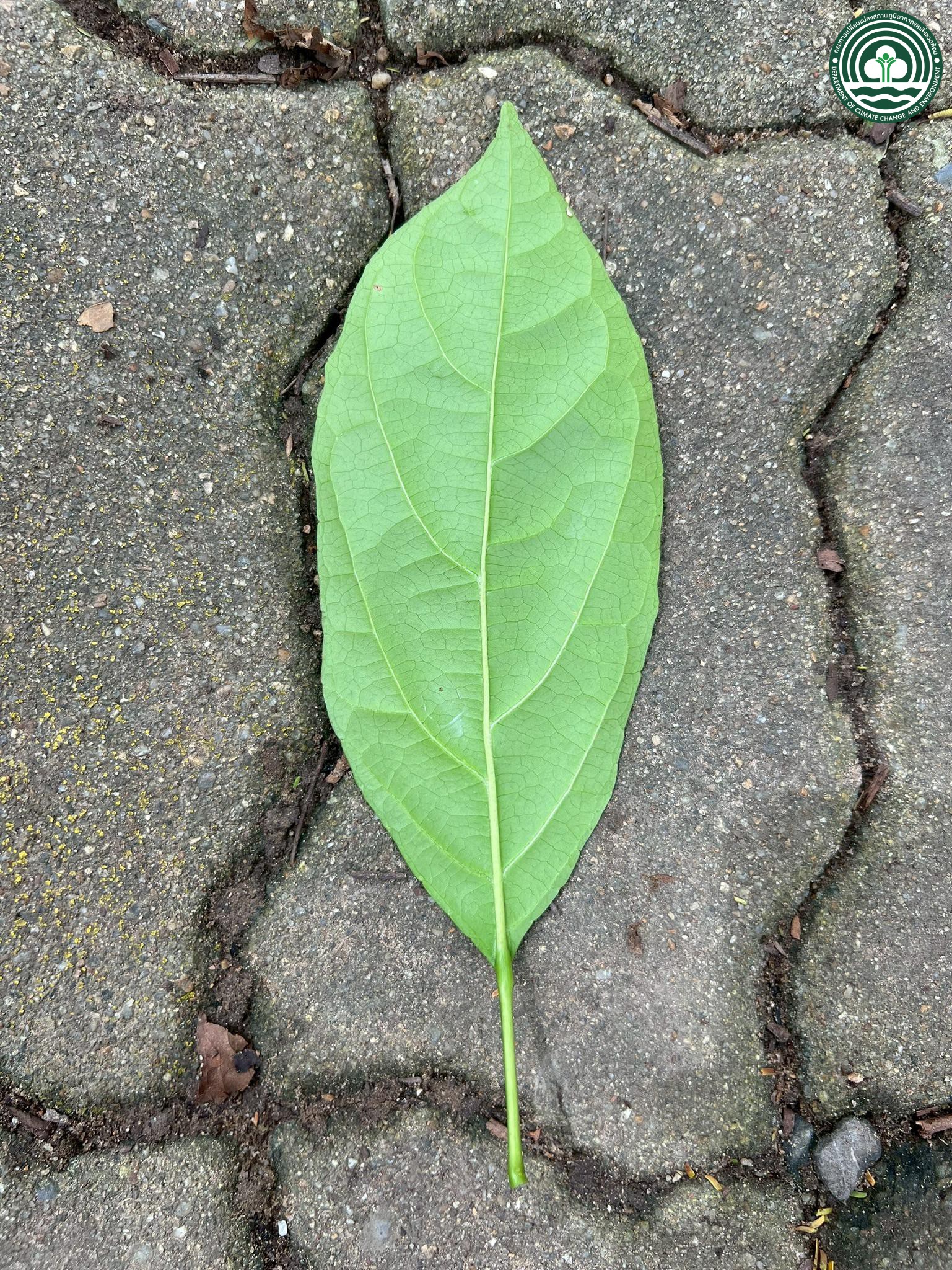 Baccaurea ramiflora