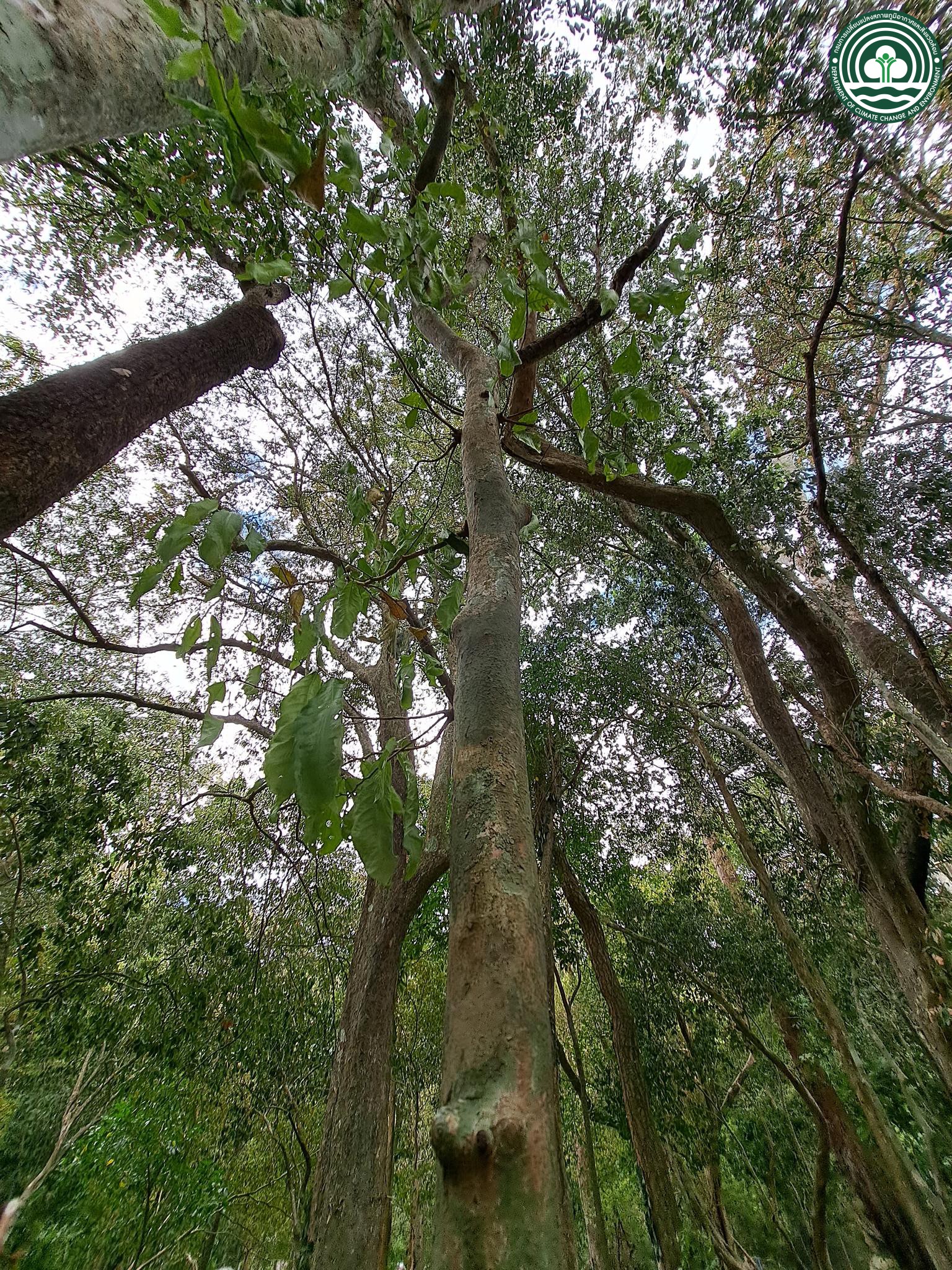 Cleistanthus hirsutulus