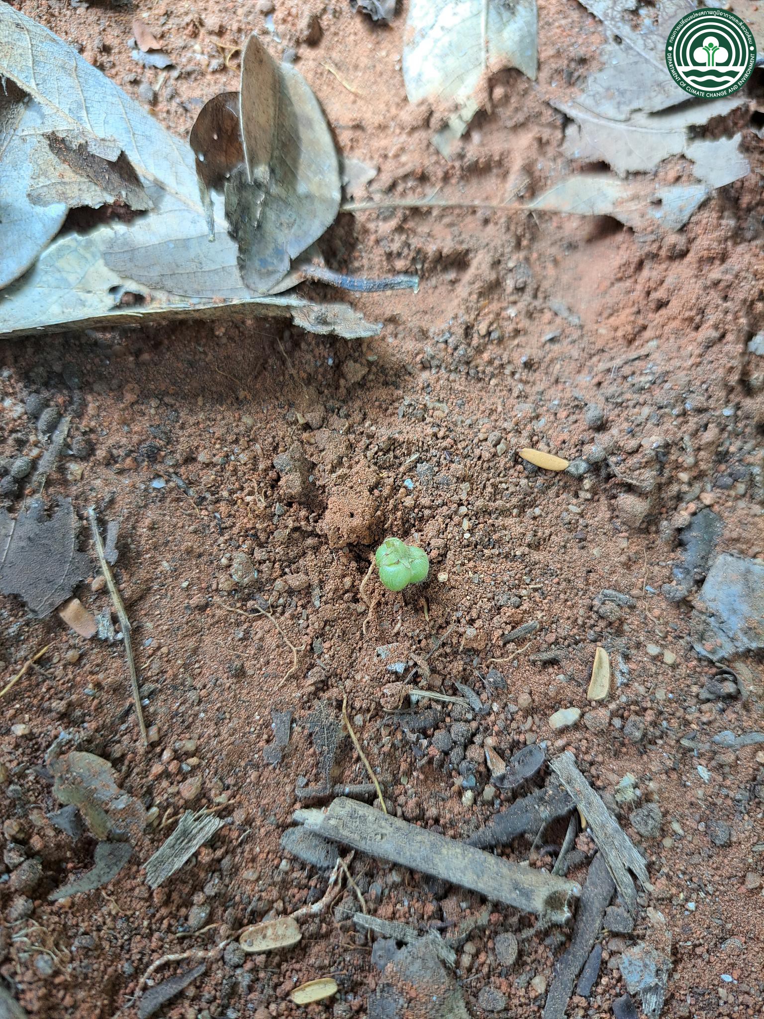 Cleistanthus polyphyllus