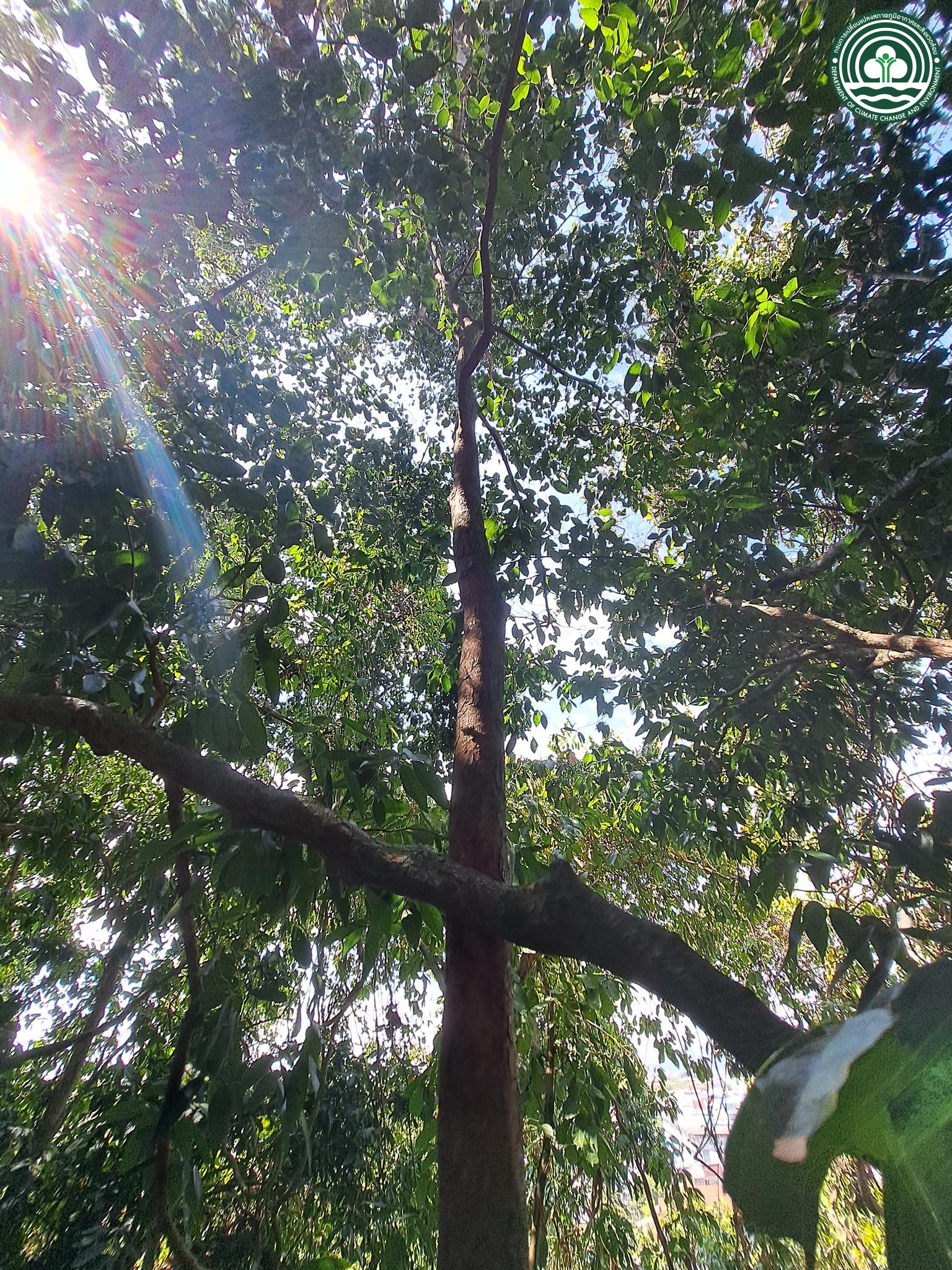 Cleistanthus sumatranus