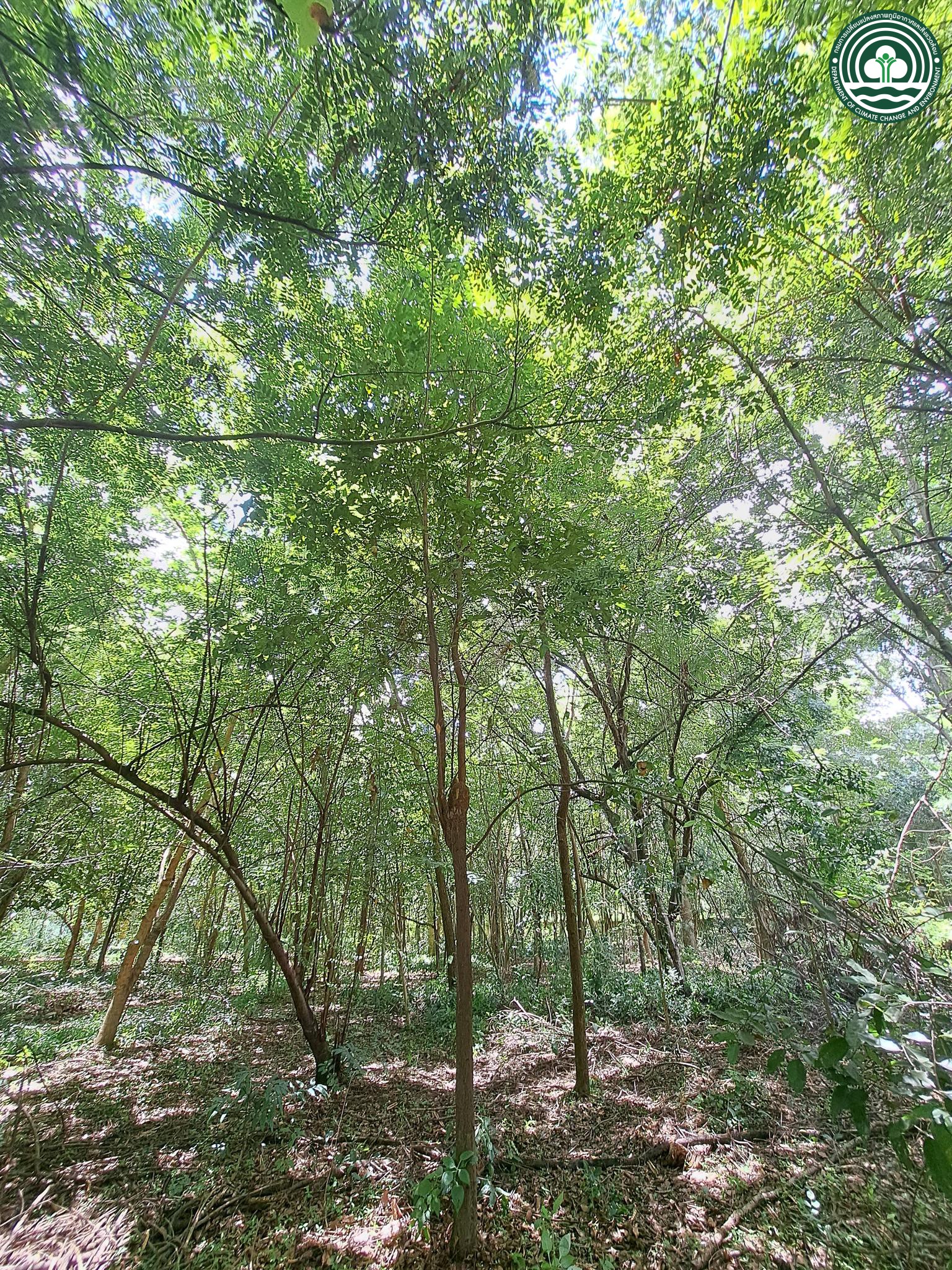 Phyllanthus angkorensis