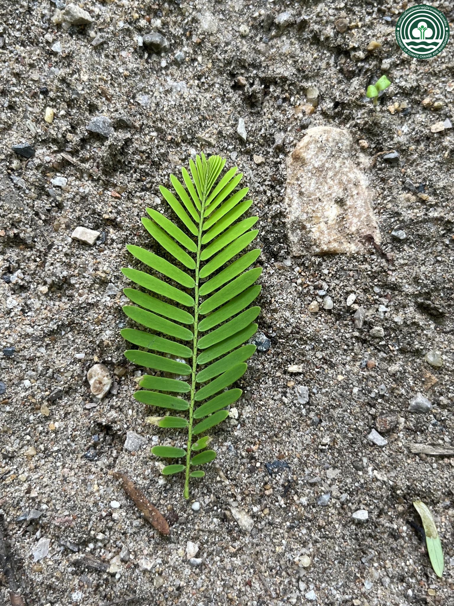 Phyllanthus emblica